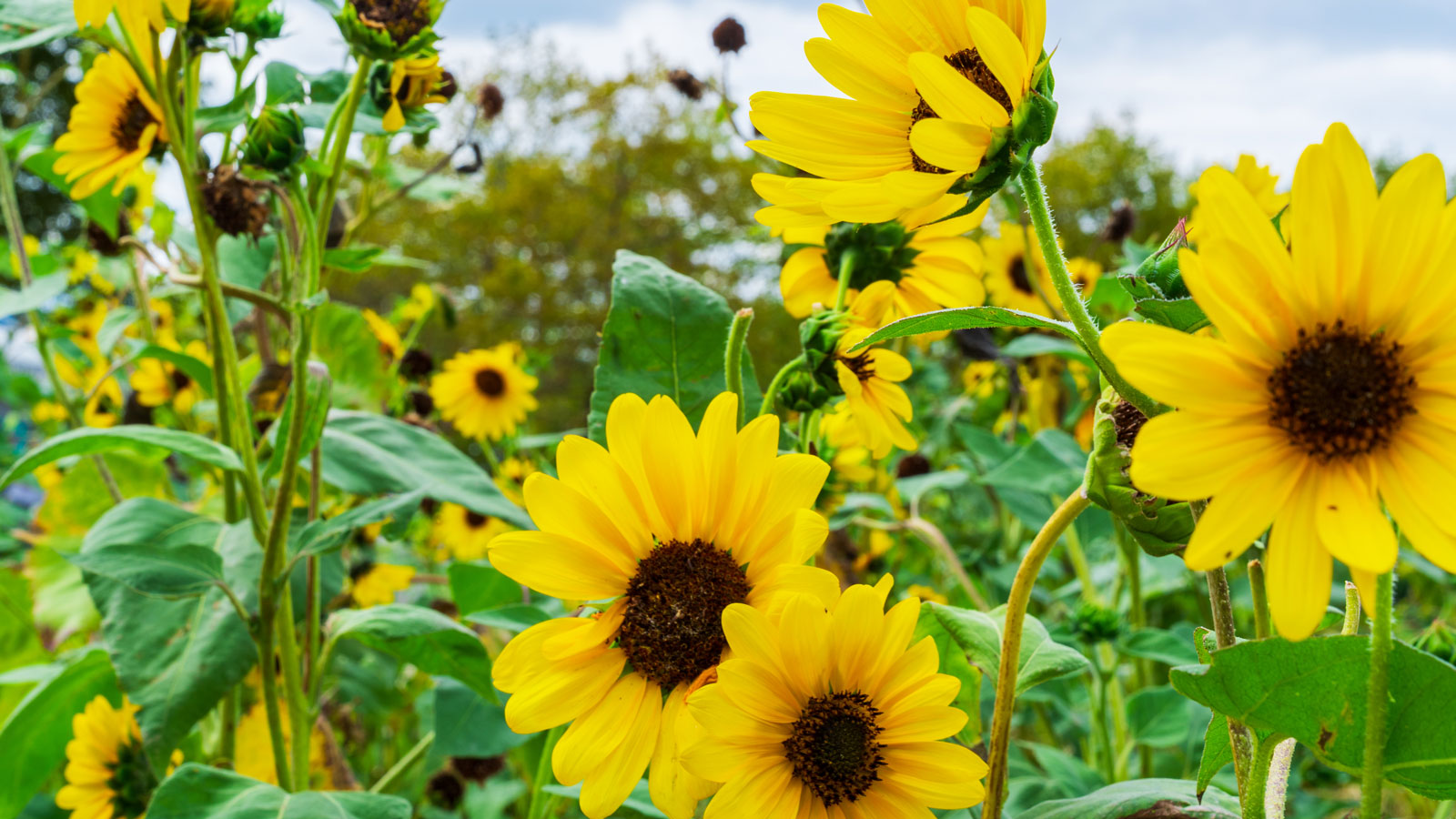 tournesols jaunes