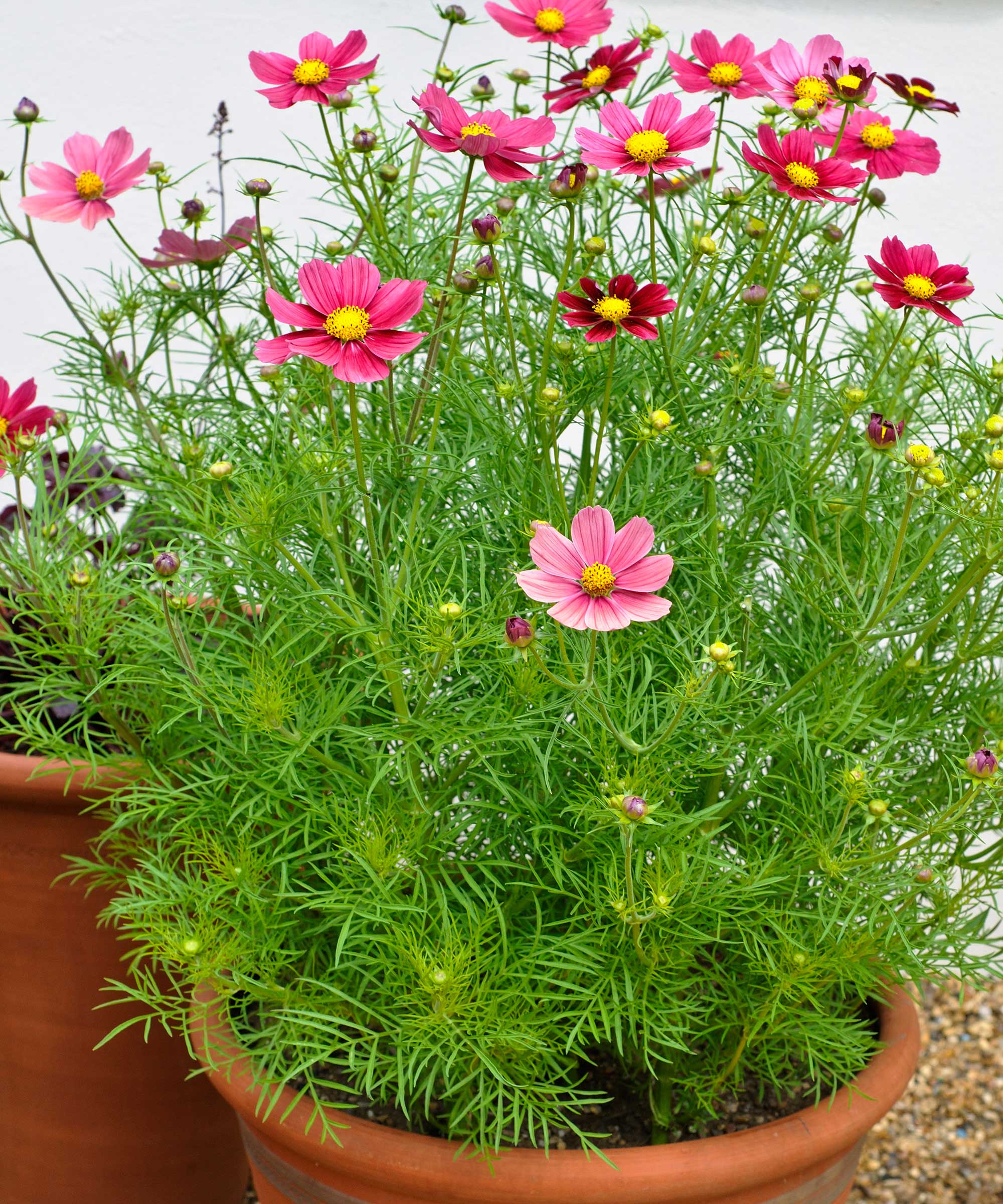 cosmos en pot