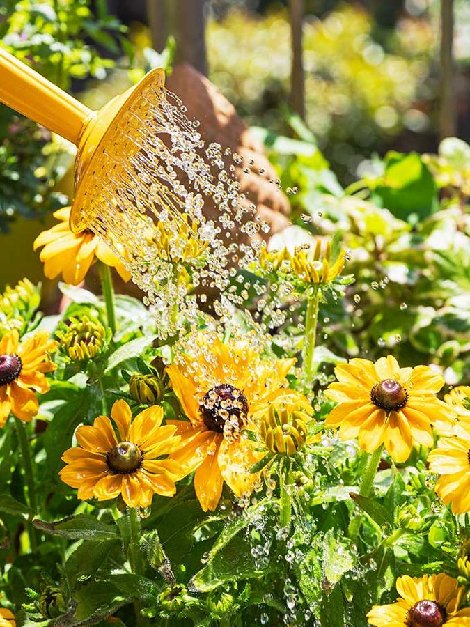 arroser la rudbeckia et le cosmos avec un arrosoir jaune