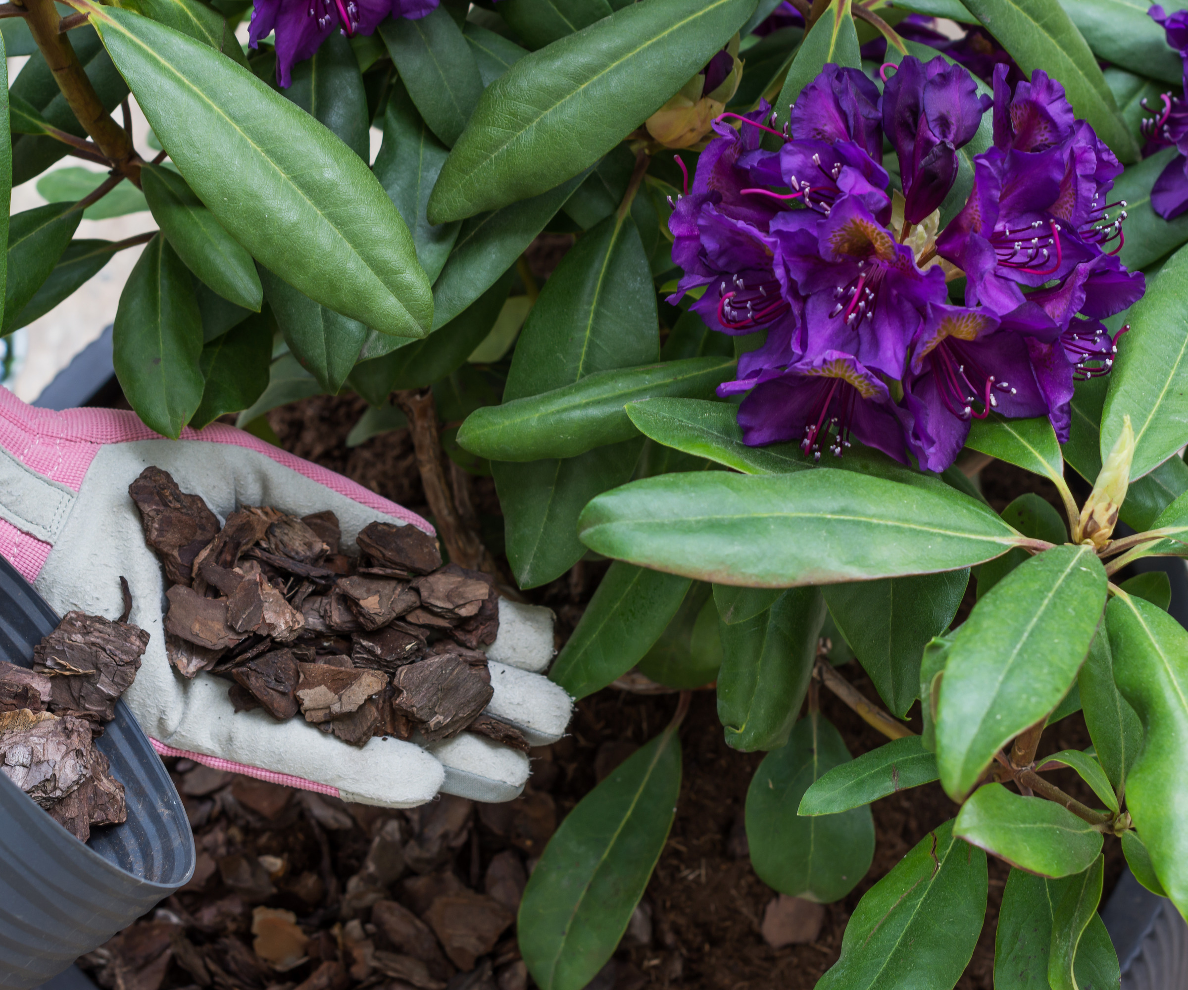 jardinier paillant des rhododendrons avec de l'écorce de pin