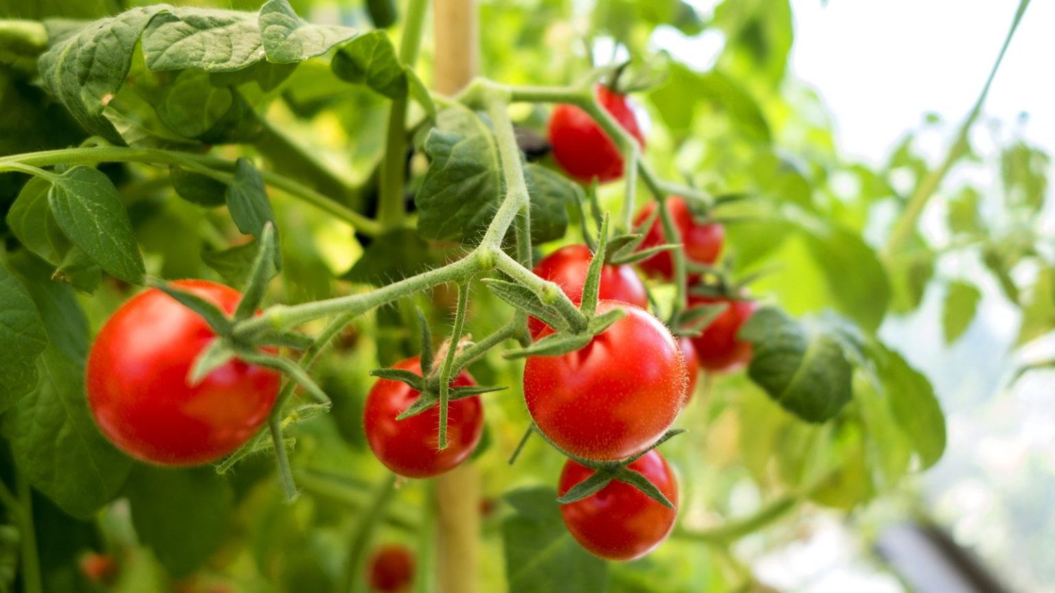 Mes plants de tomates ont démarré lentement, mais cet engrais naturel à faire soi-même augmentera mon rendement – il n’utilise qu’un seul ingrédient du jardin Red ripe tomatoes growing on the truss of a plant