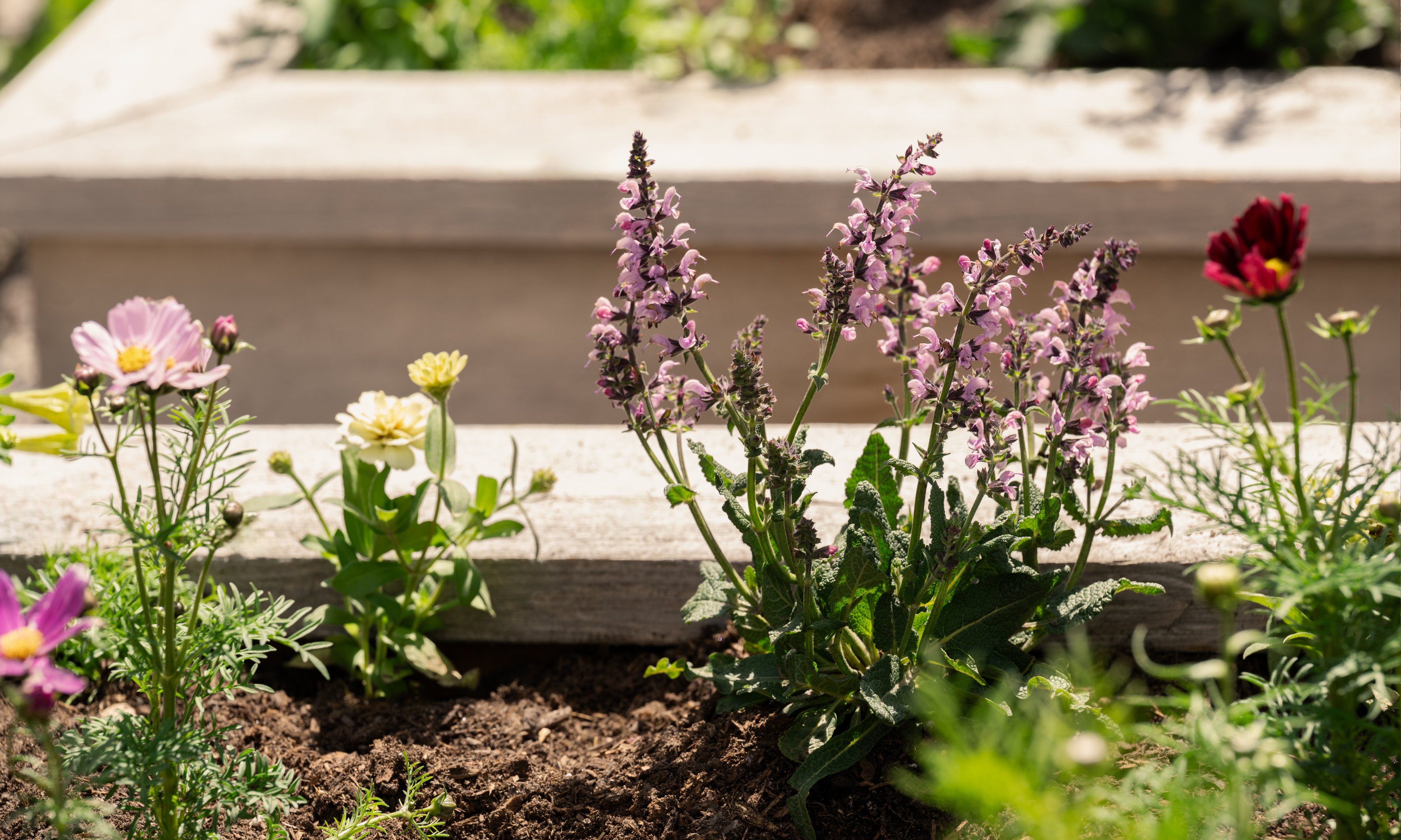 Jeunes plants de cosmos et de salvia dans un lit surélevé