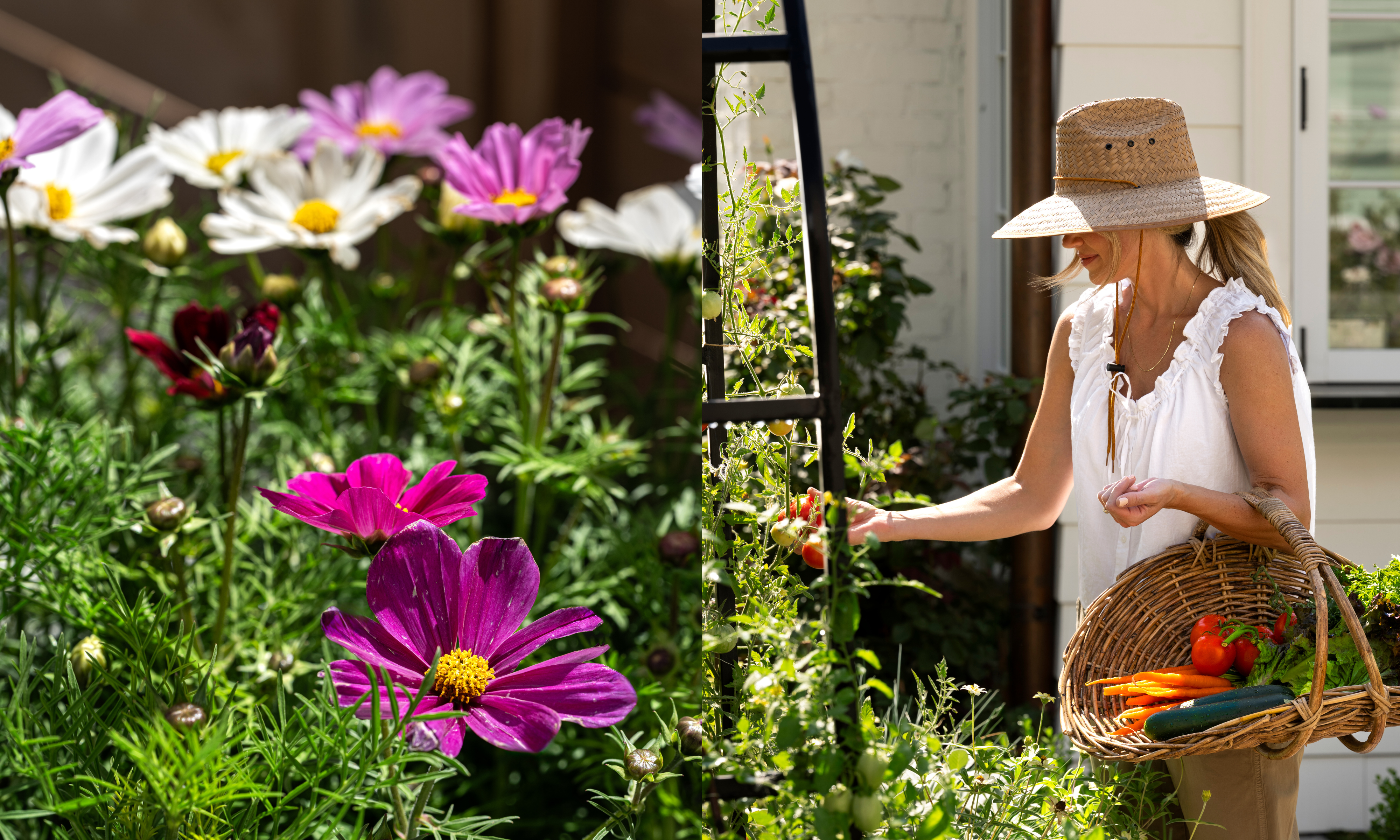 Fleurs de Cosmos et Shea McGee cueillant des tomates dans une vigne tenant un chariot en osier rempli de légumes