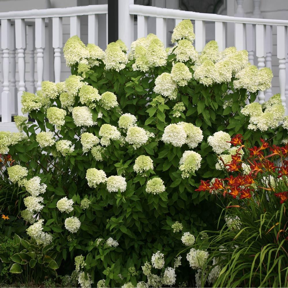 Gagnants éprouvés&reg; Arbuste d'hortensia Limelight