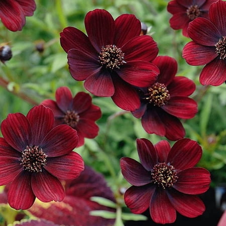 Cosmos 'chocamocha' -Live Starter Plant - Livraison gratuite !!!
