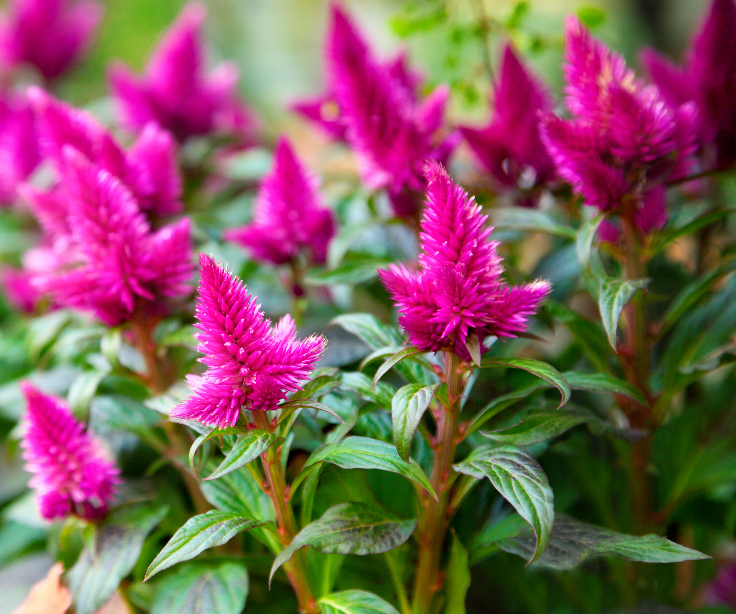 fleurs de célosie rose vif