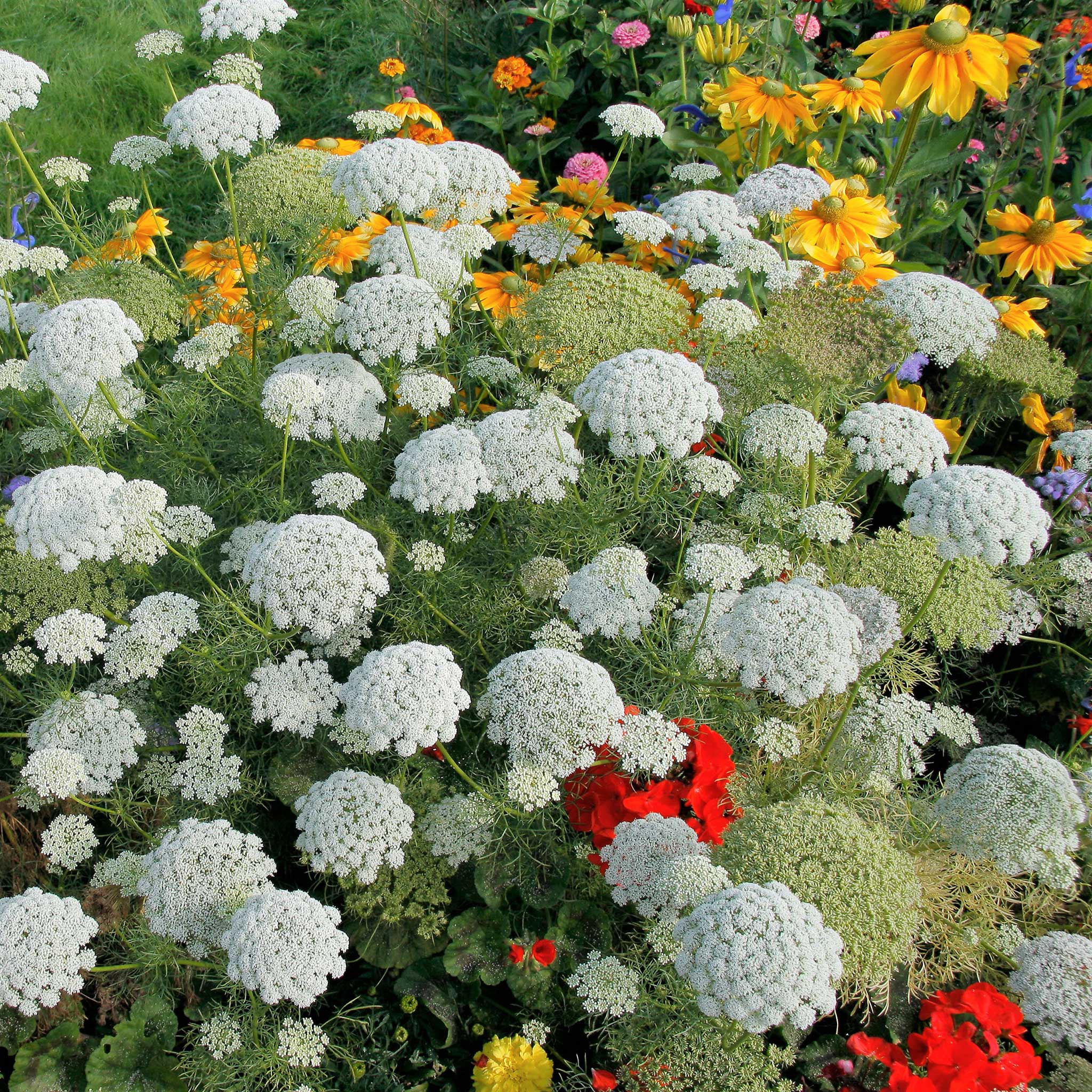 Graines de fleurs de Bishop's