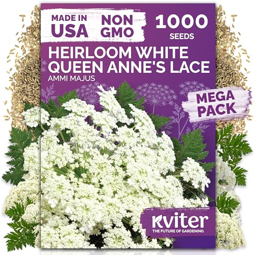 Kviter 1000 graines de dentelle blanche de la reine Anne (Ammi Majus) et ndash; Bishop Flower, héritage, non OGM et amp;amp; Fleurs sauvages, fausse dentelle Queen Annes &ndash; Graines de fleurs respectueuses des pollinisateurs à planter à l'extérieur dans n'importe quel jardin