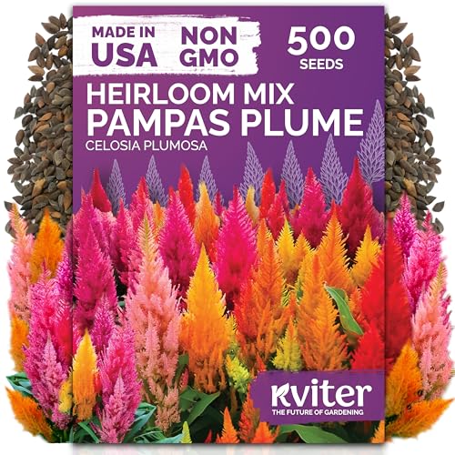 Kviter 500 graines mixtes de panache de pampa pour la plantation (celosia Plumosa) et ndash; Graines de fleurs de célosie, plumes d'argent crête de coq et ndash; Paquets de graines de fleurs sans OGM pour le jardin, les conteneurs et les parterres de fleurs