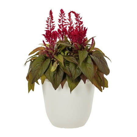 Dragons Breath 1,5 gal Celosia rouge Plante annuelle vivante Pot décoratif Soleil
