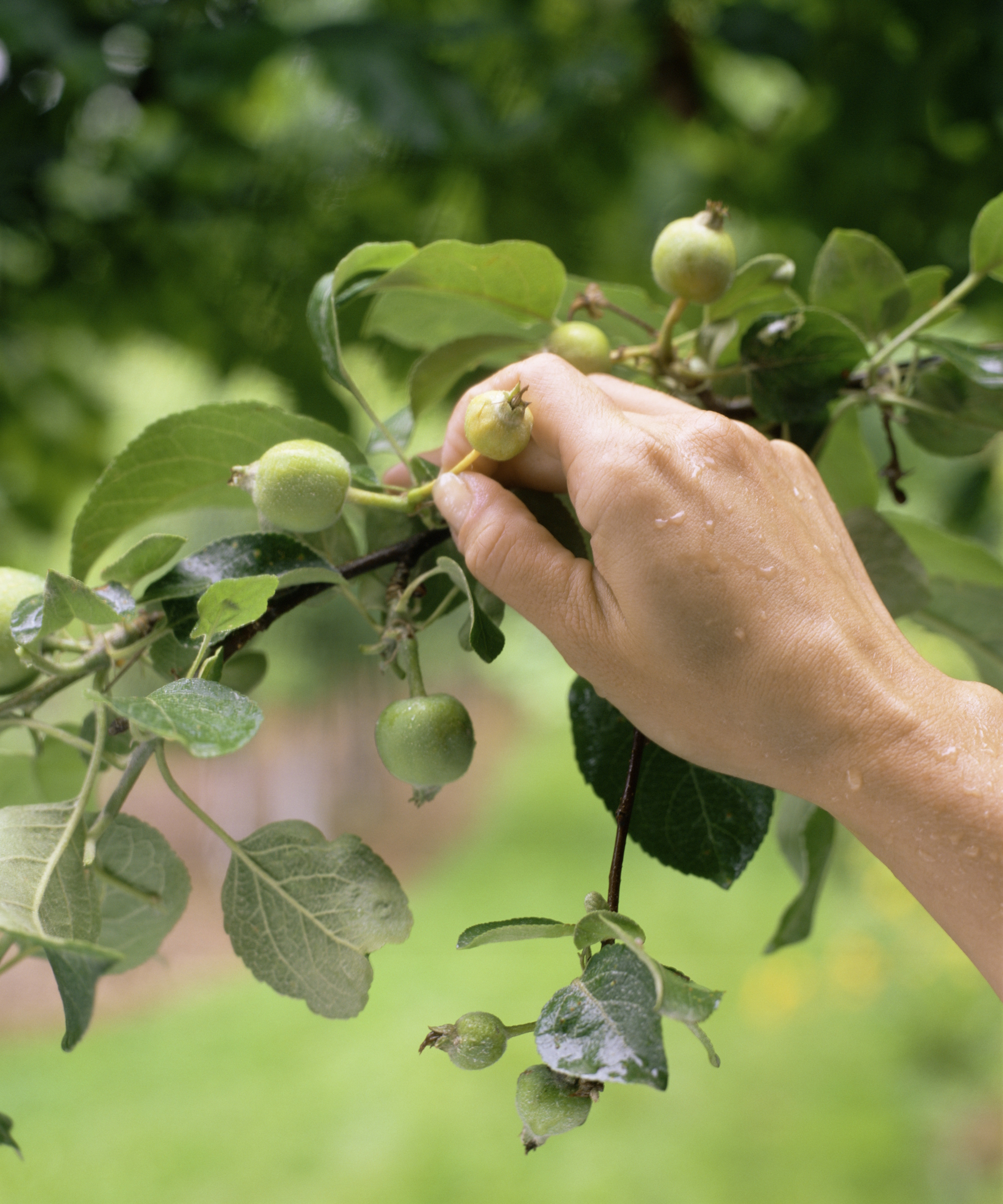 Un jardinier éclaircit les pommes avec ses doigts
