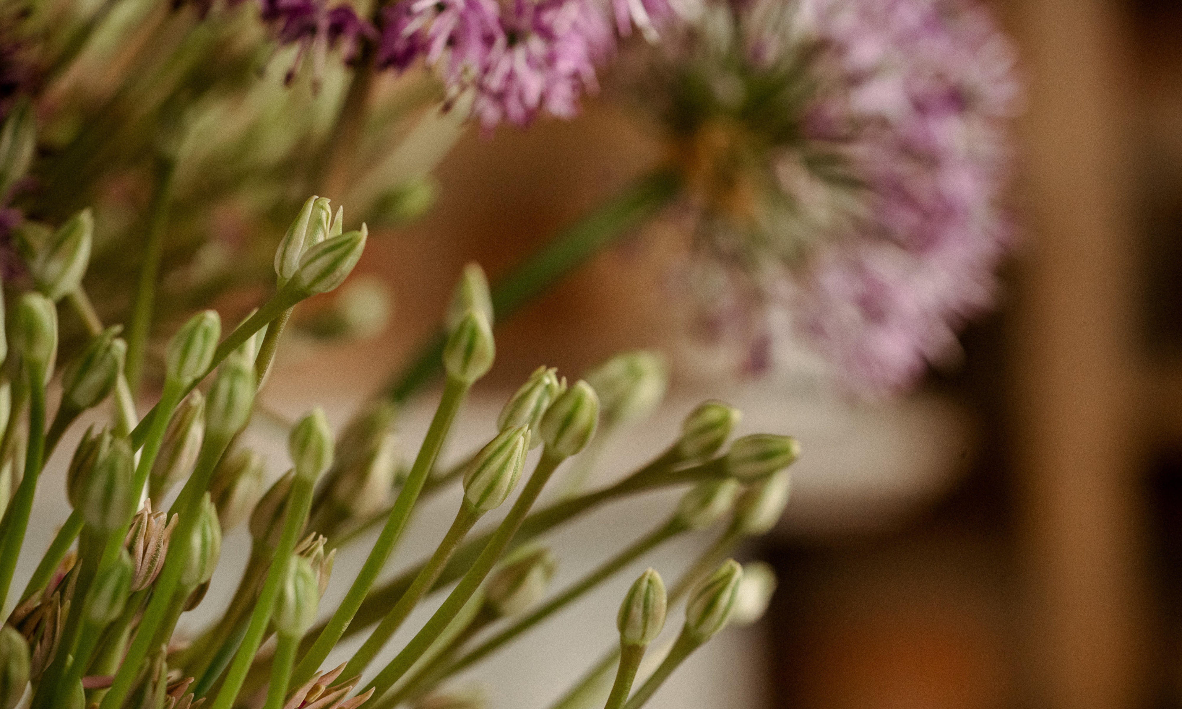 gros plan d'alliums