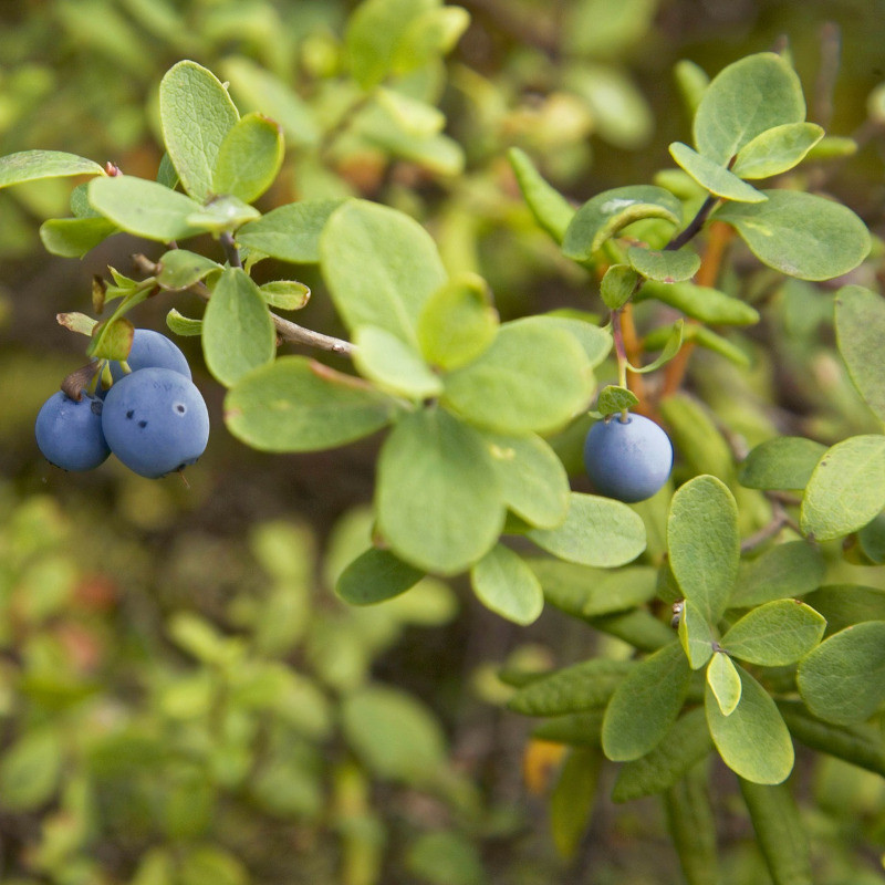 Plant Addicts Bleuet nain