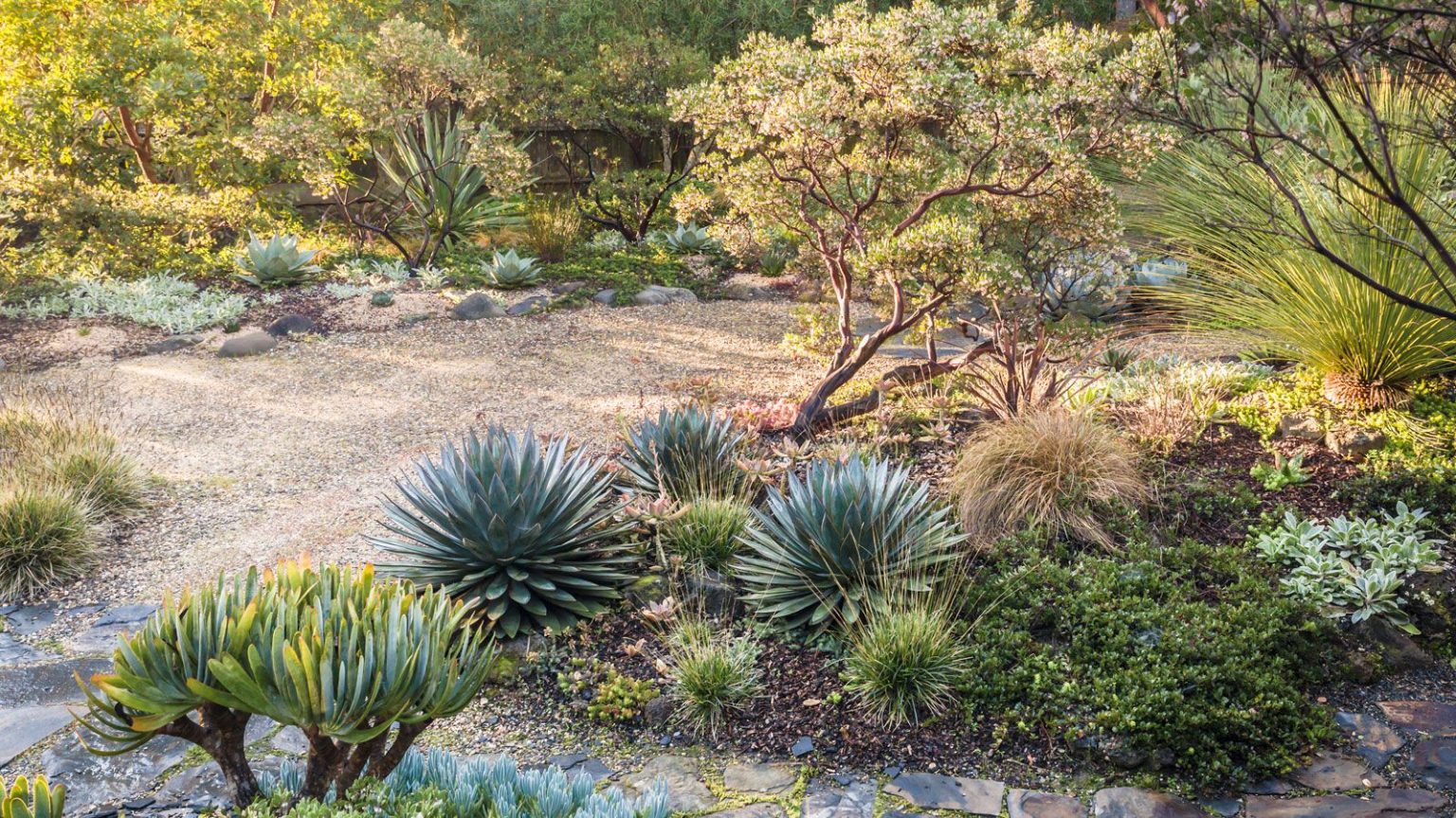 Pourquoi juillet est en fait le moment idéal pour planter ces 7 plantes vivaces imparables et aimant la chaleur Californian drought tolerant landscaping featuring gravel, succulents, cacti and scrubby trees