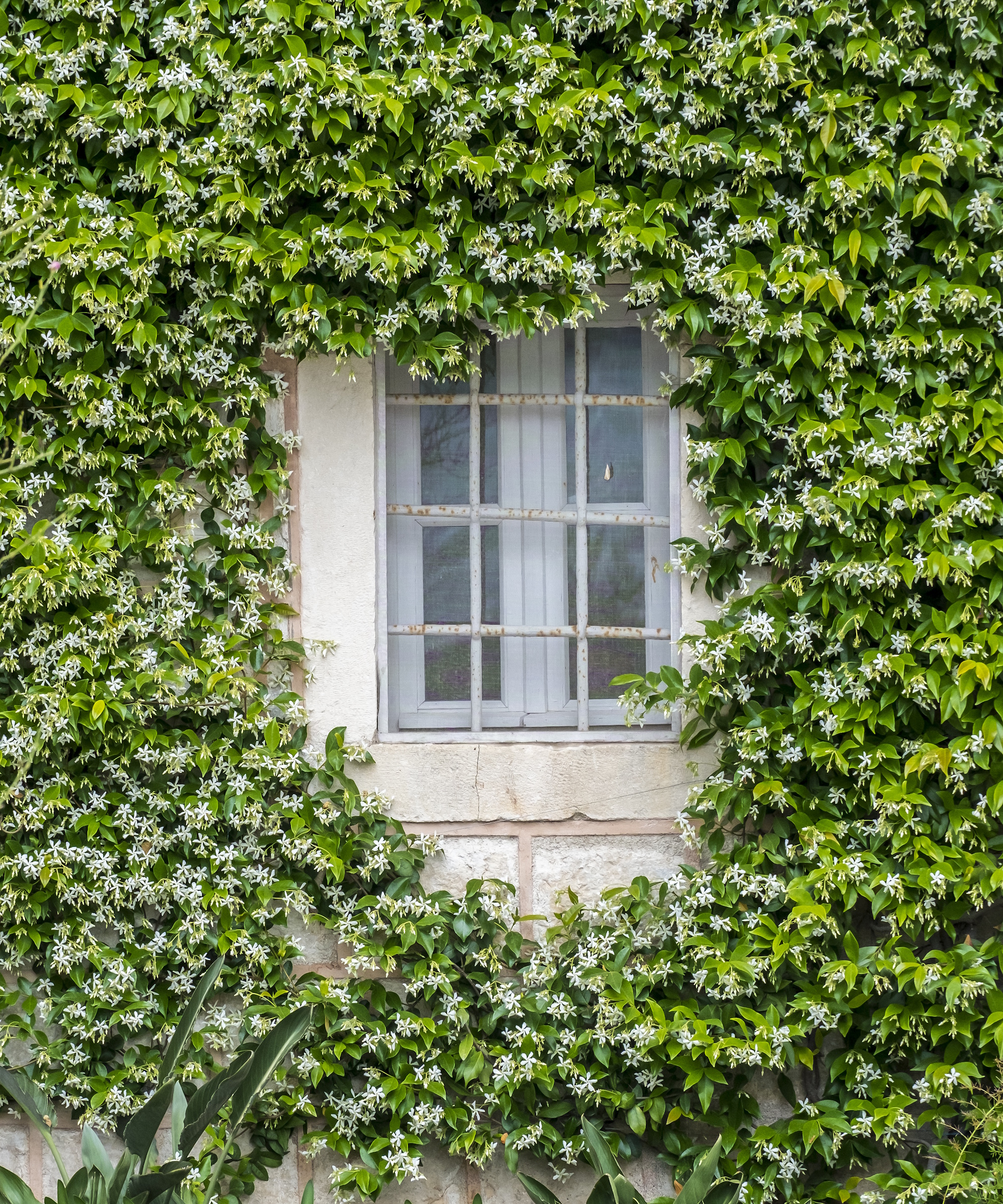 Jasmin étoilé poussant sur le côté de la maison autour d'une fenêtre