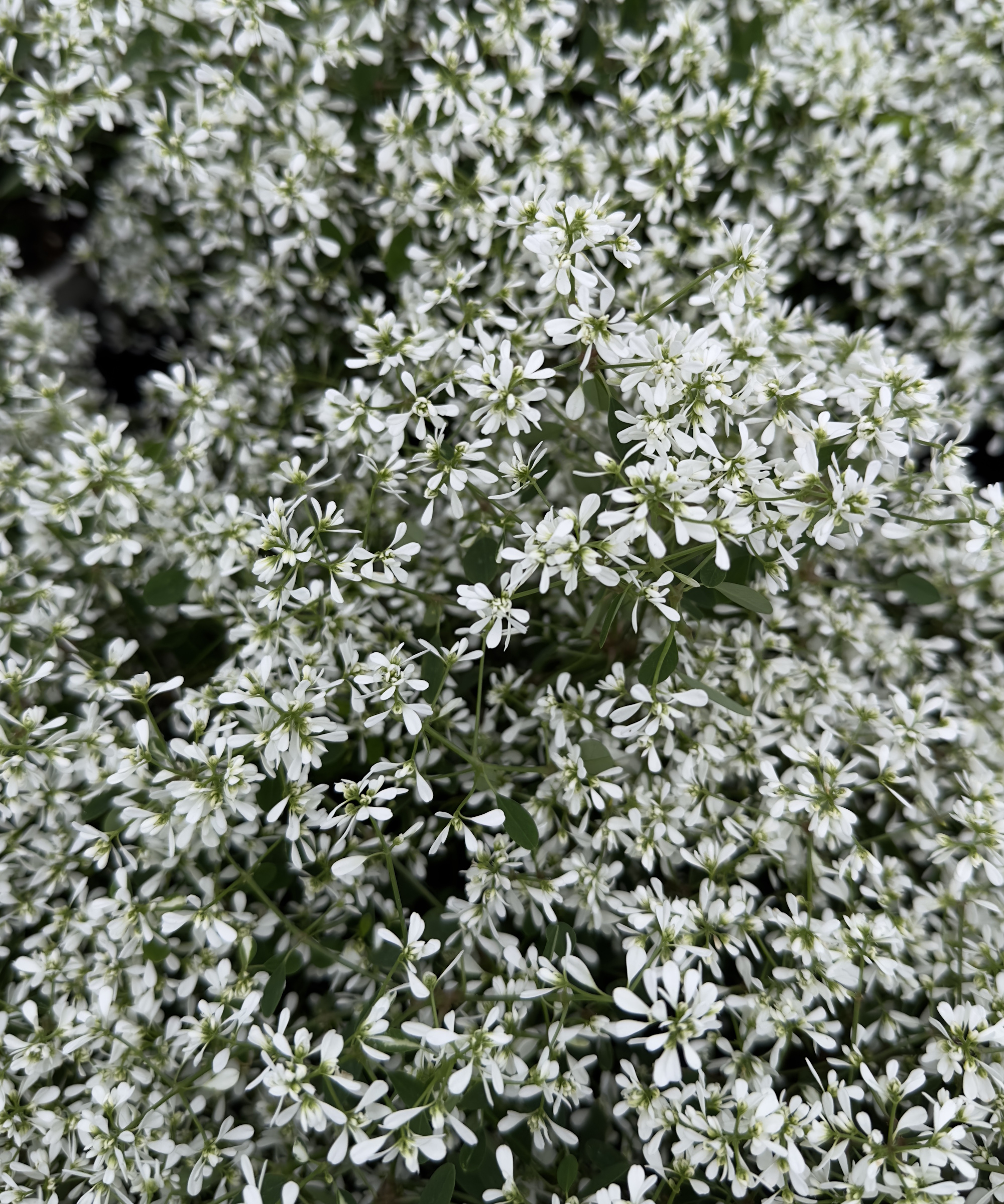 'Neige de diamant' Euphorbe