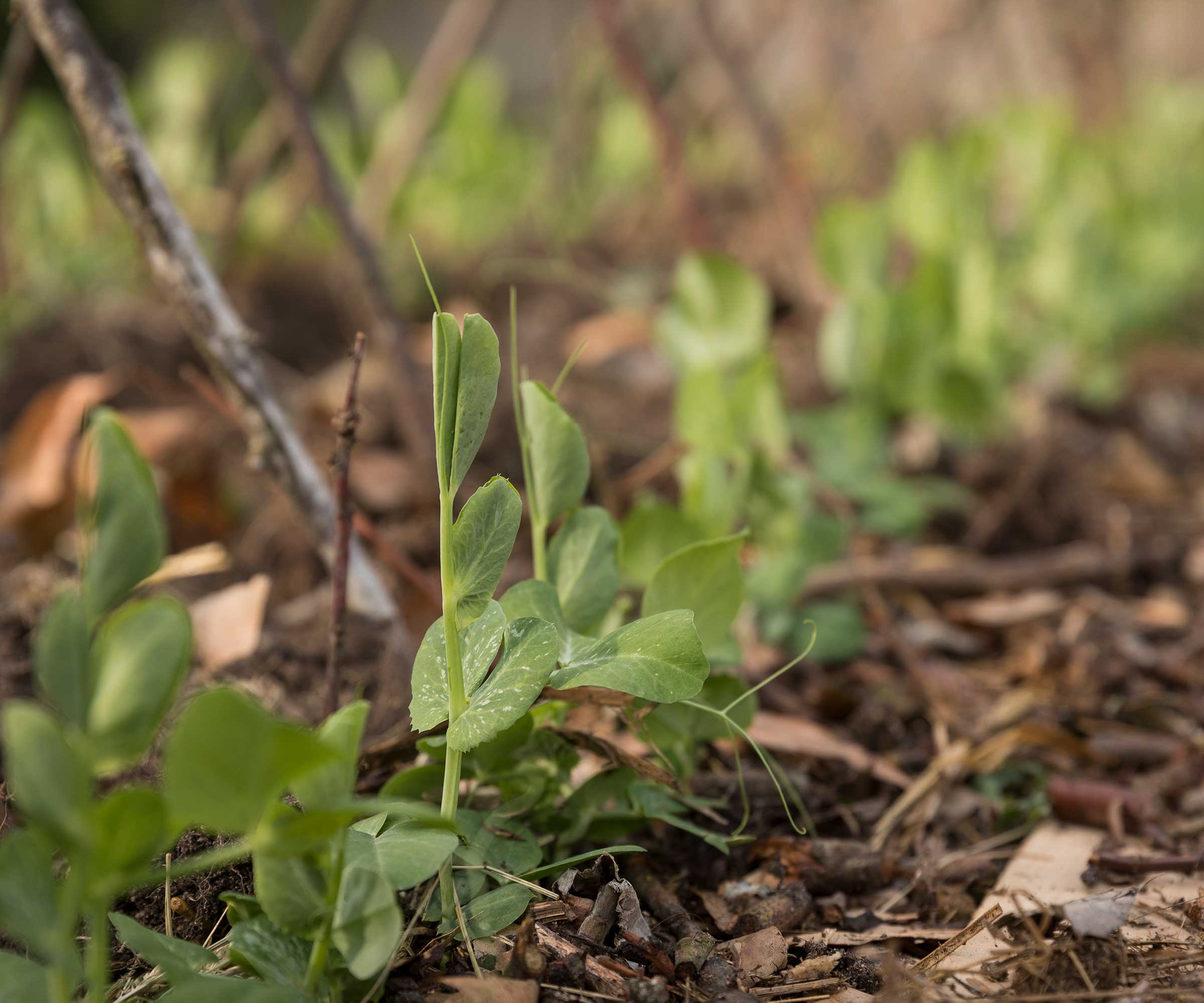 plants de pois poussant à travers du paillis