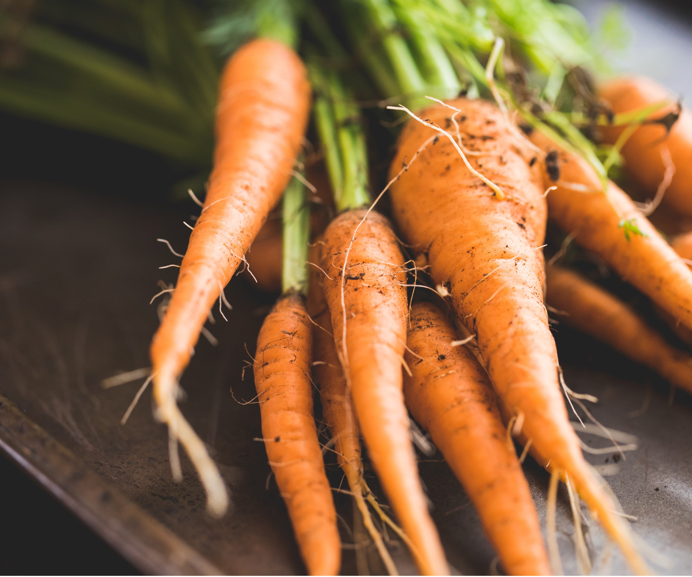Récolte de carottes