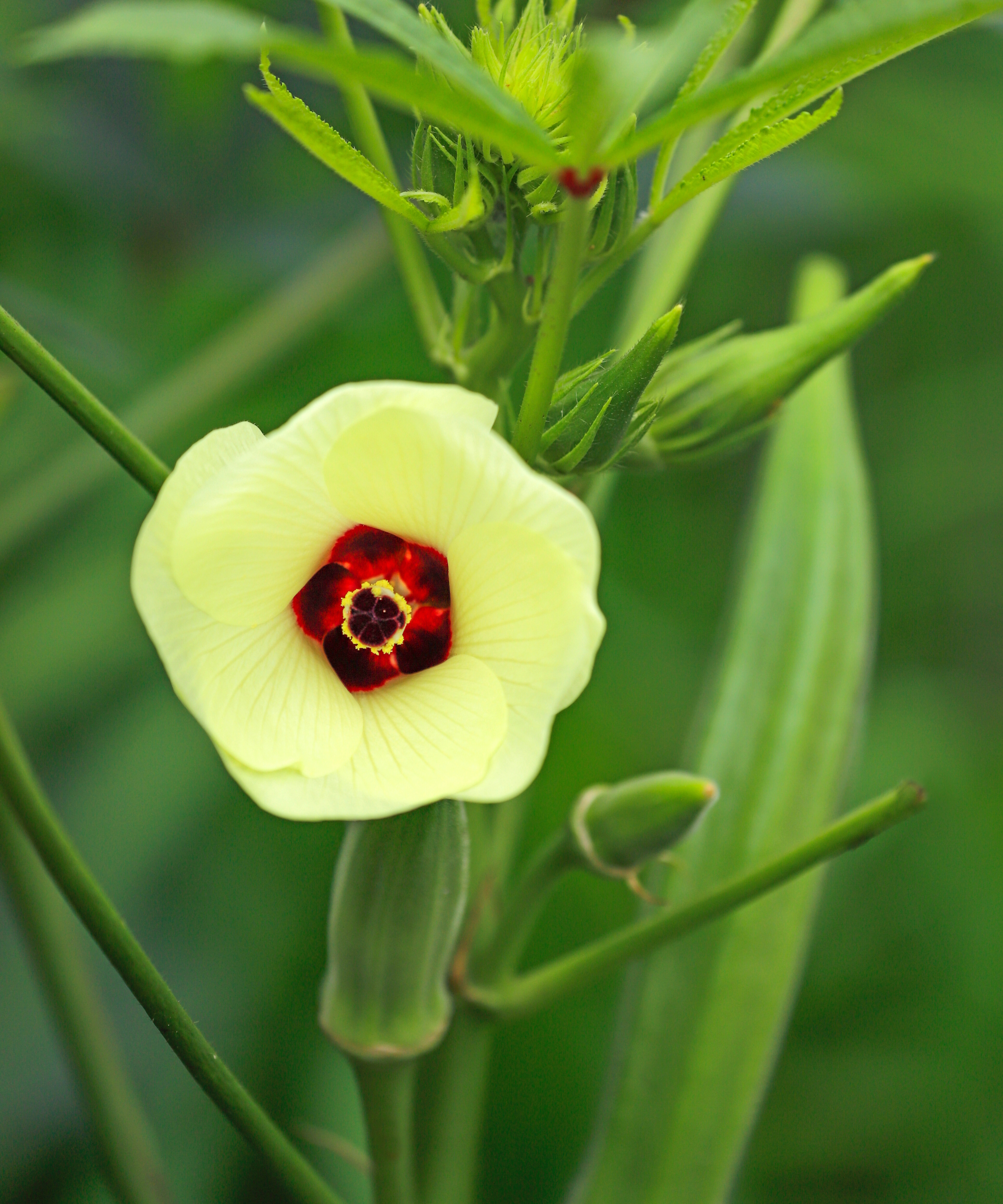 Une fleur de gombo jaune et rouge avec des gousses se développant en arrière-plan