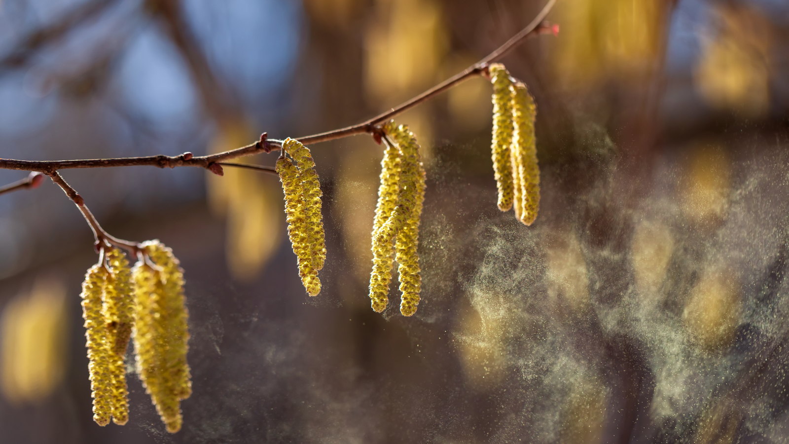Une pulvérisation de pollen fin provenant d'une branche de chatons de bouleau doré au printemps