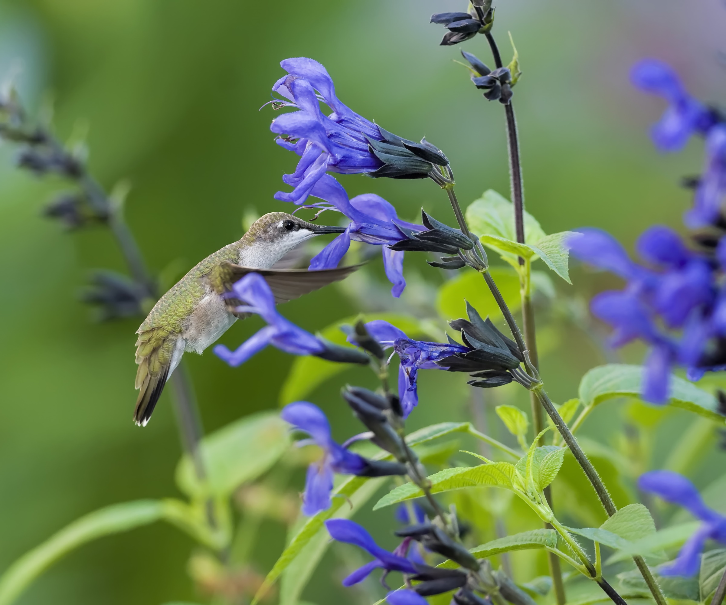 Savlia amistad avec un colibri se nourrissant de son nectar