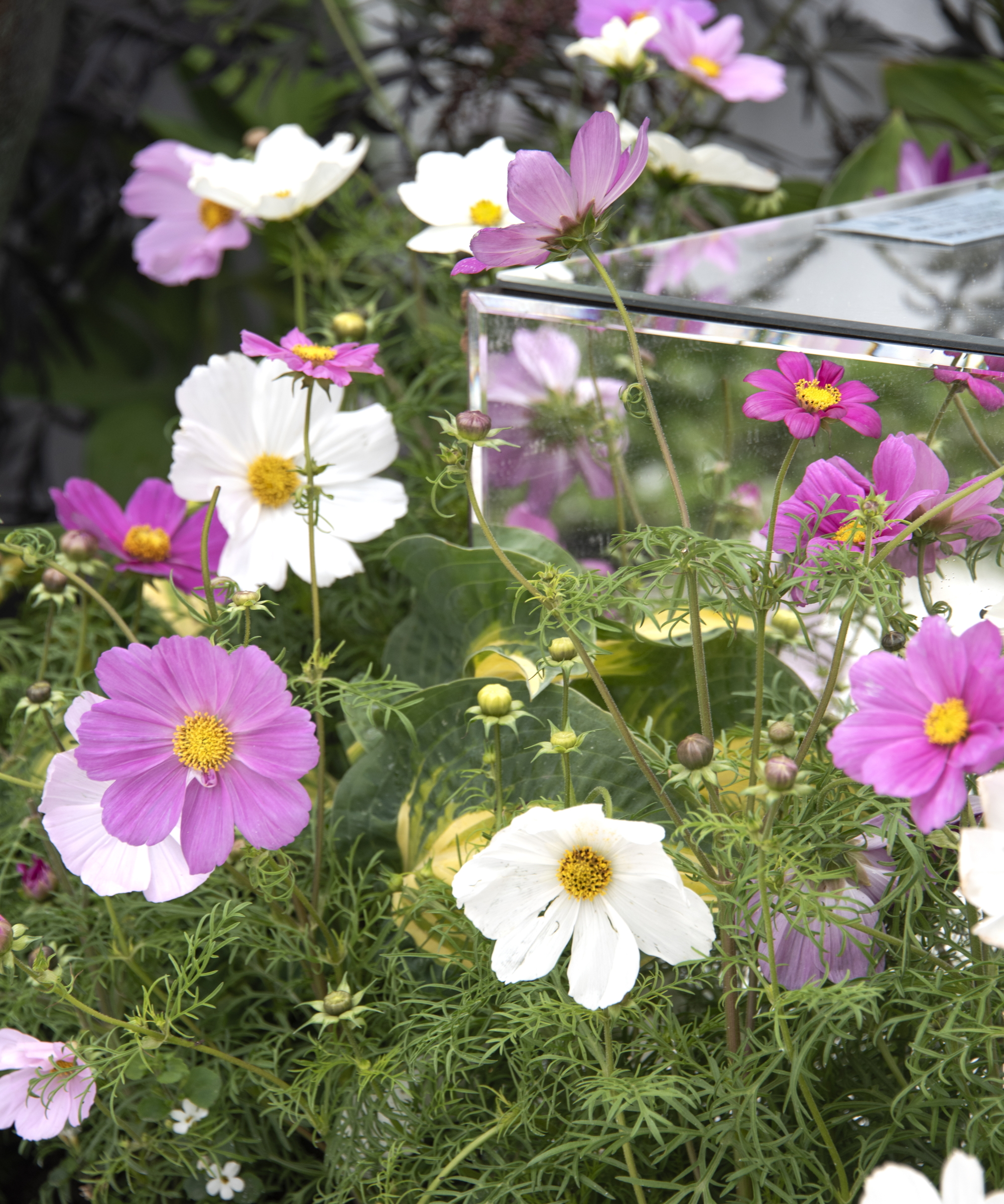 Les fleurs de Cosmos fleurissent dans des tons de blanc et de rose au RHS Chelsea Flower Show 2026