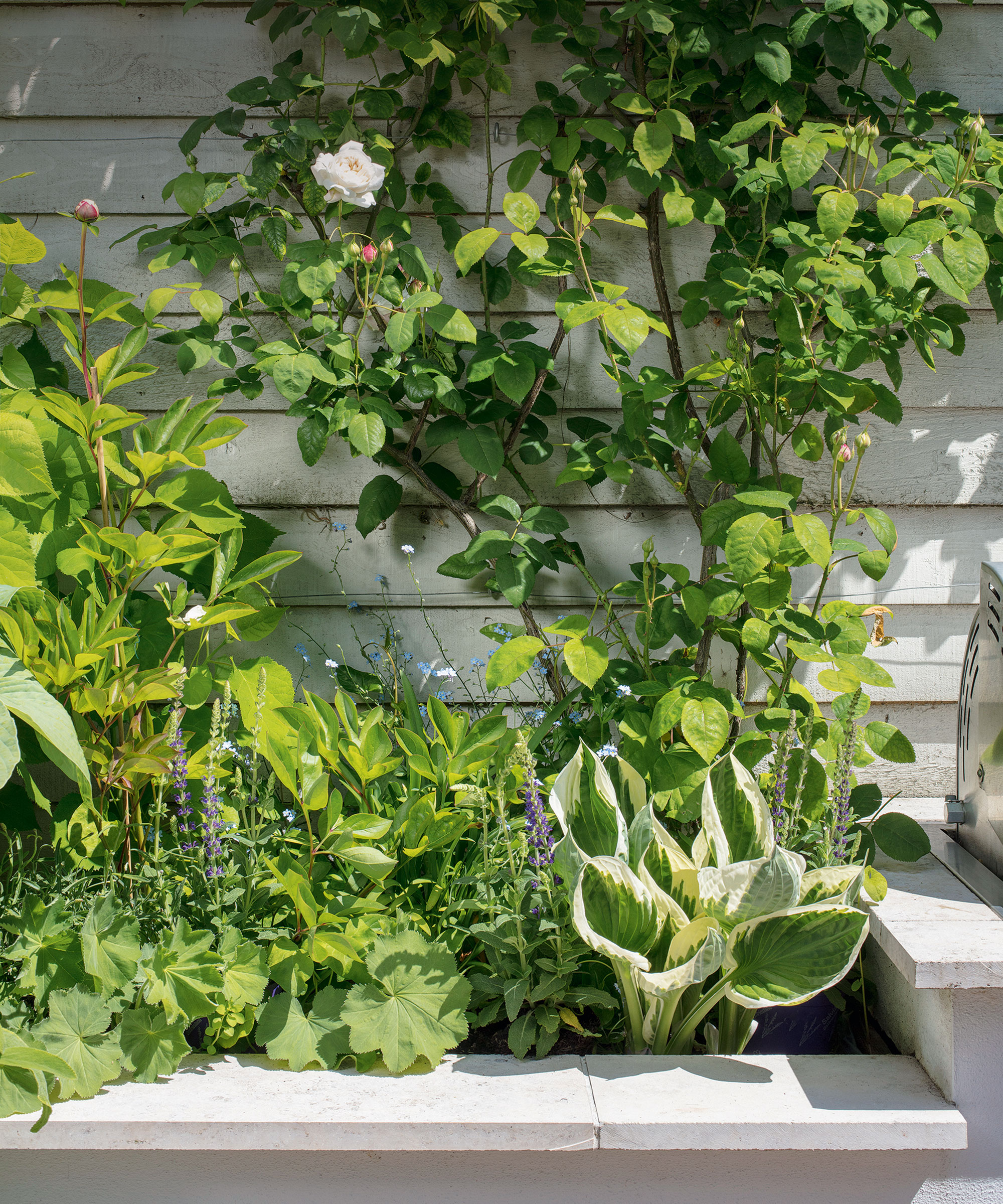 Idées de parterres de fleurs pour un jardin ombragé