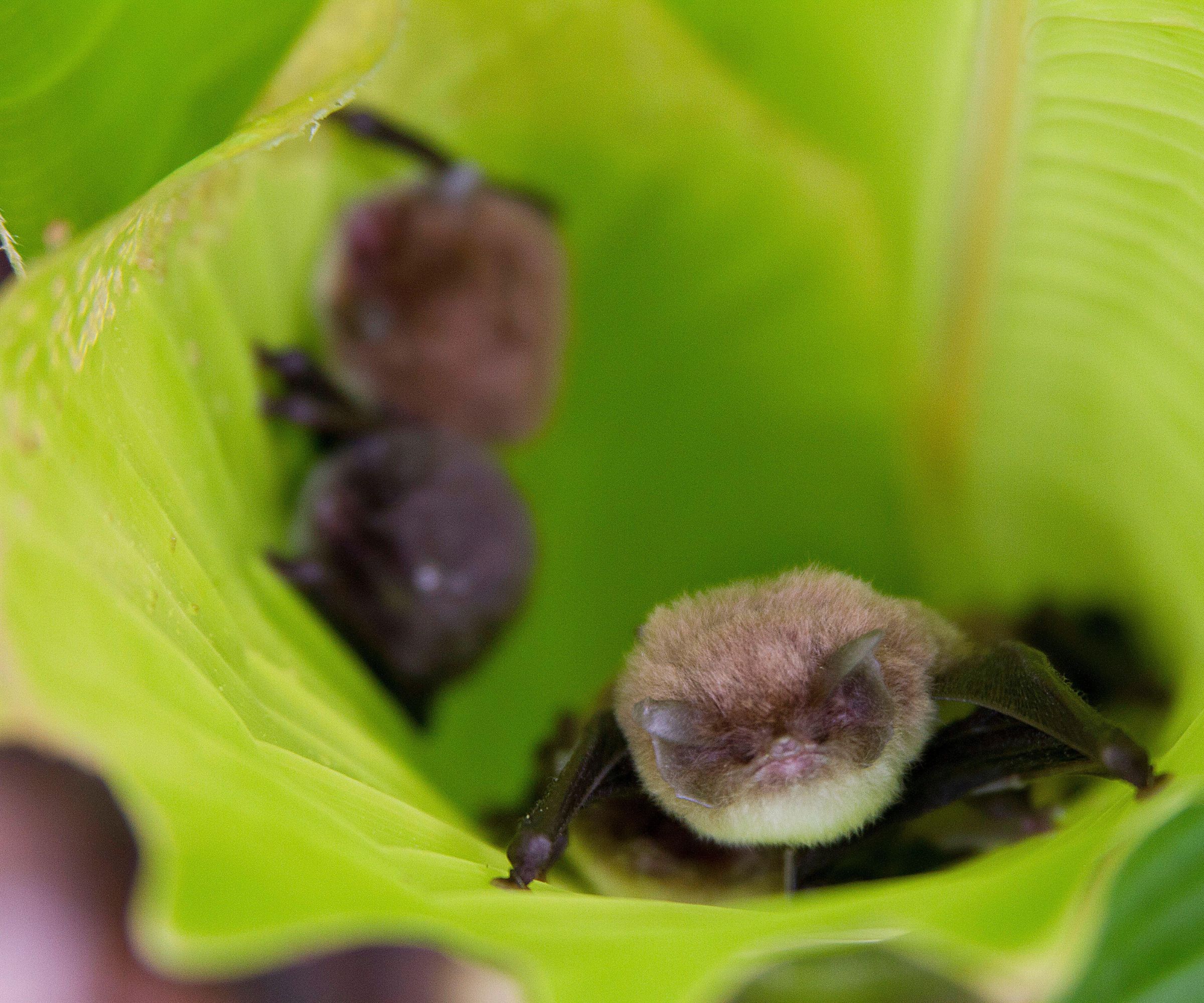 Trois petites chauves-souris dans une feuille verte.