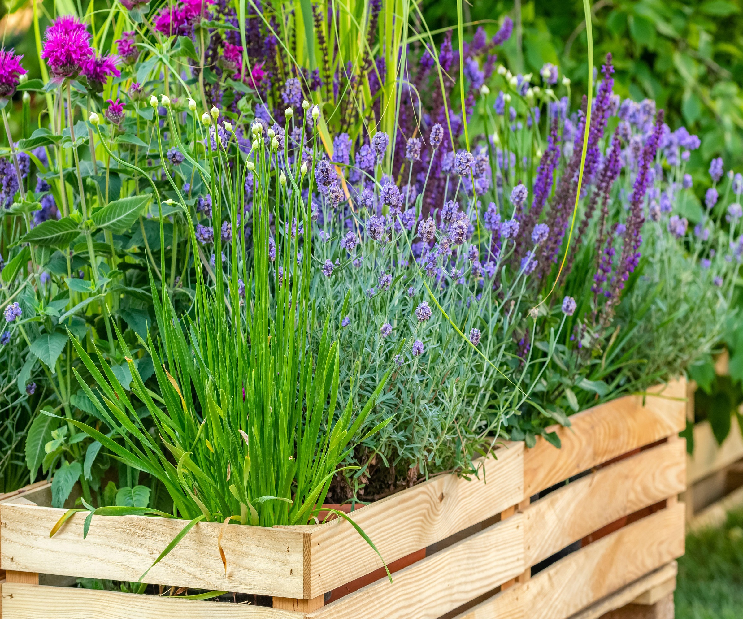 Comment fertiliser les plantes en pot