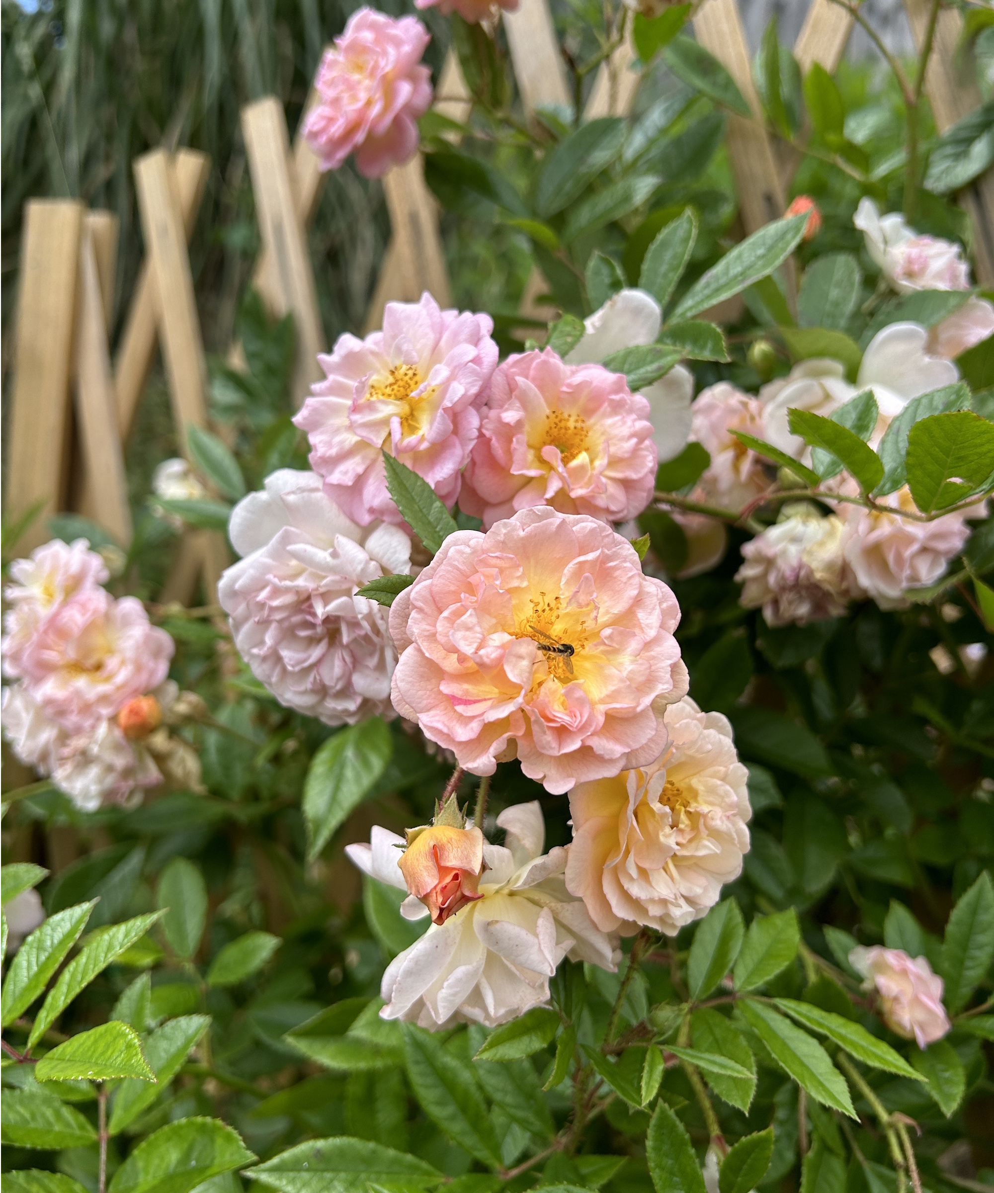 'Ghislaine de Féligonde' grappe de roses