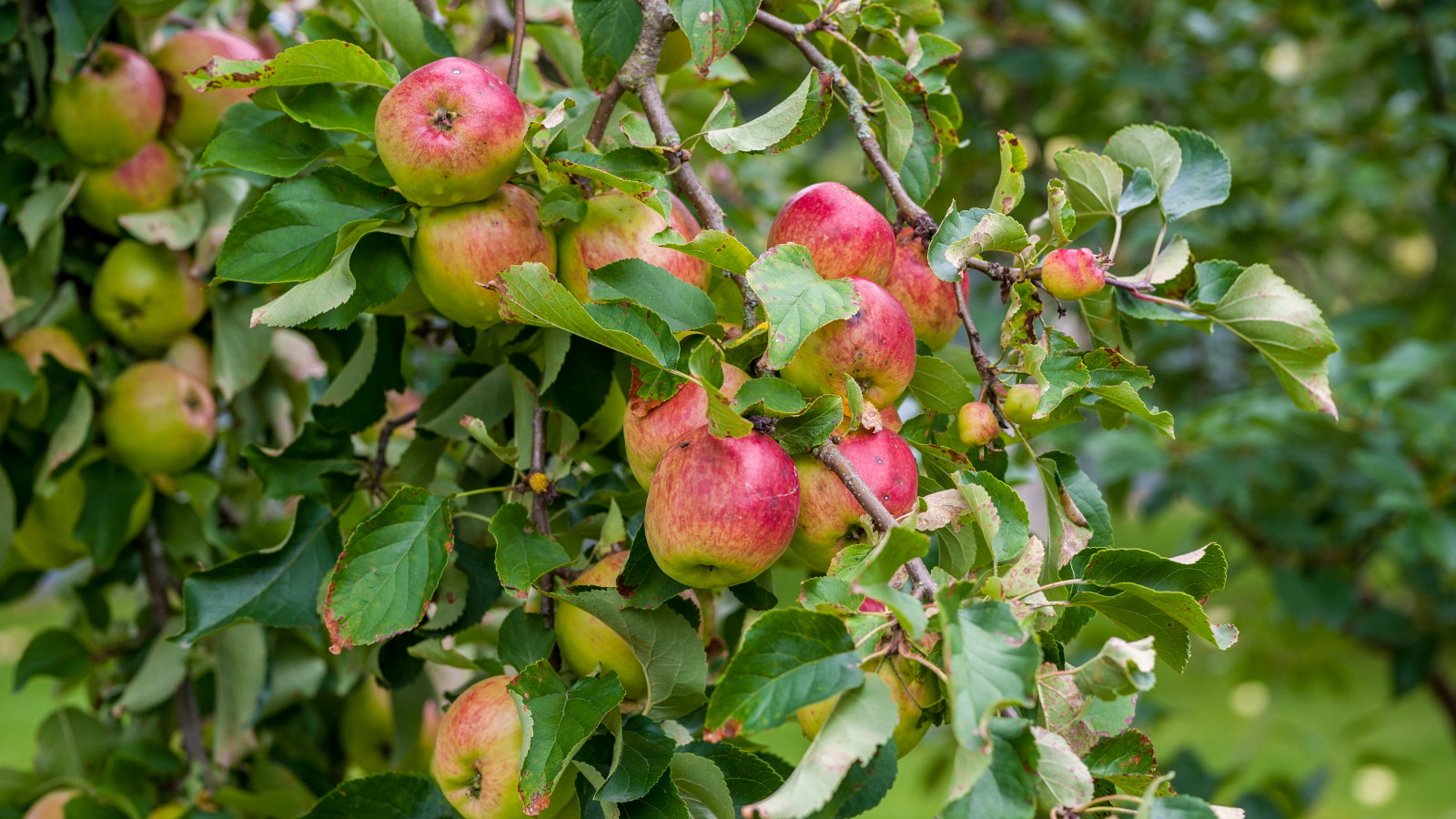 Pommes rouges mûrissant sur une branche dans un verger