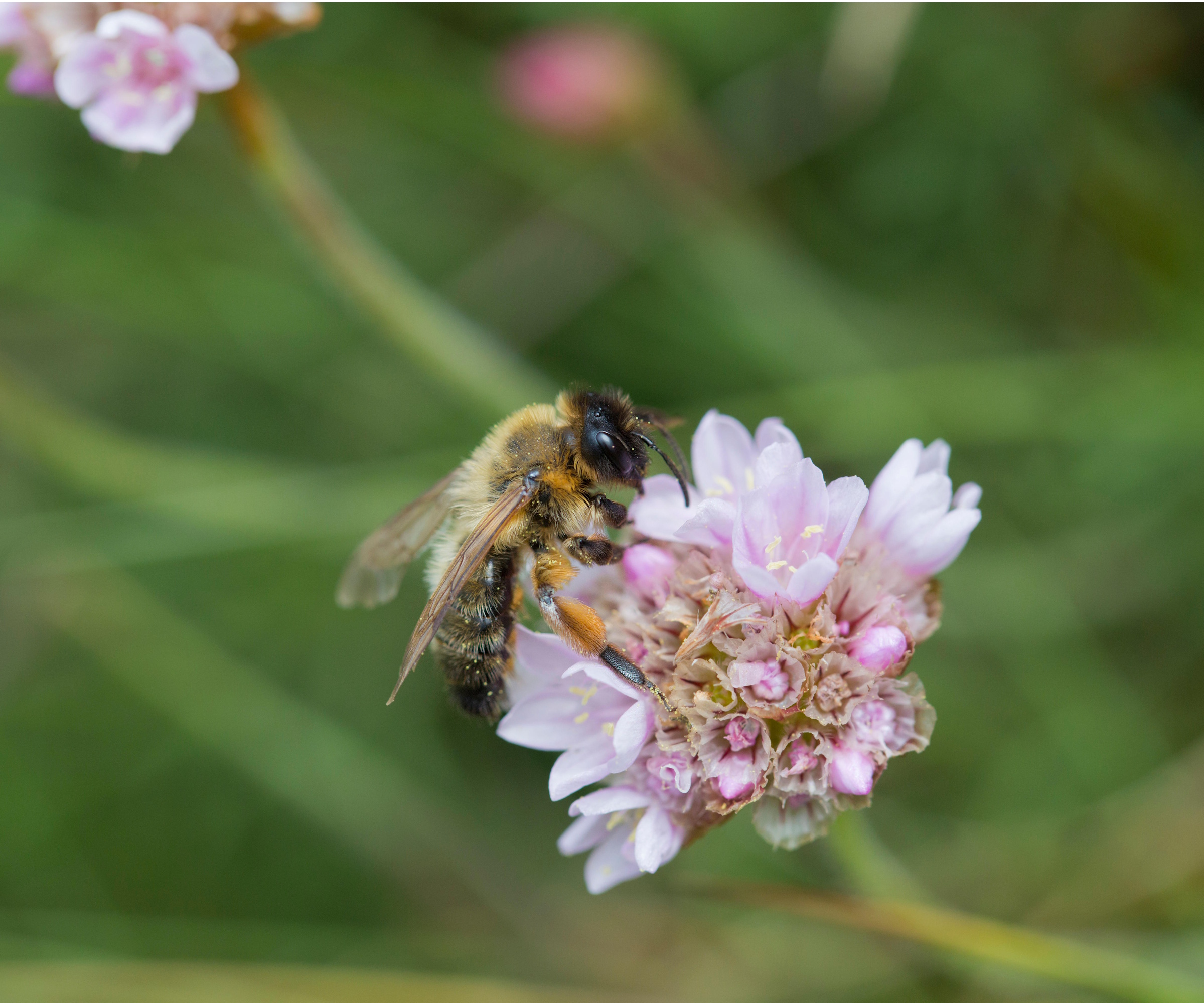 Abeille minière