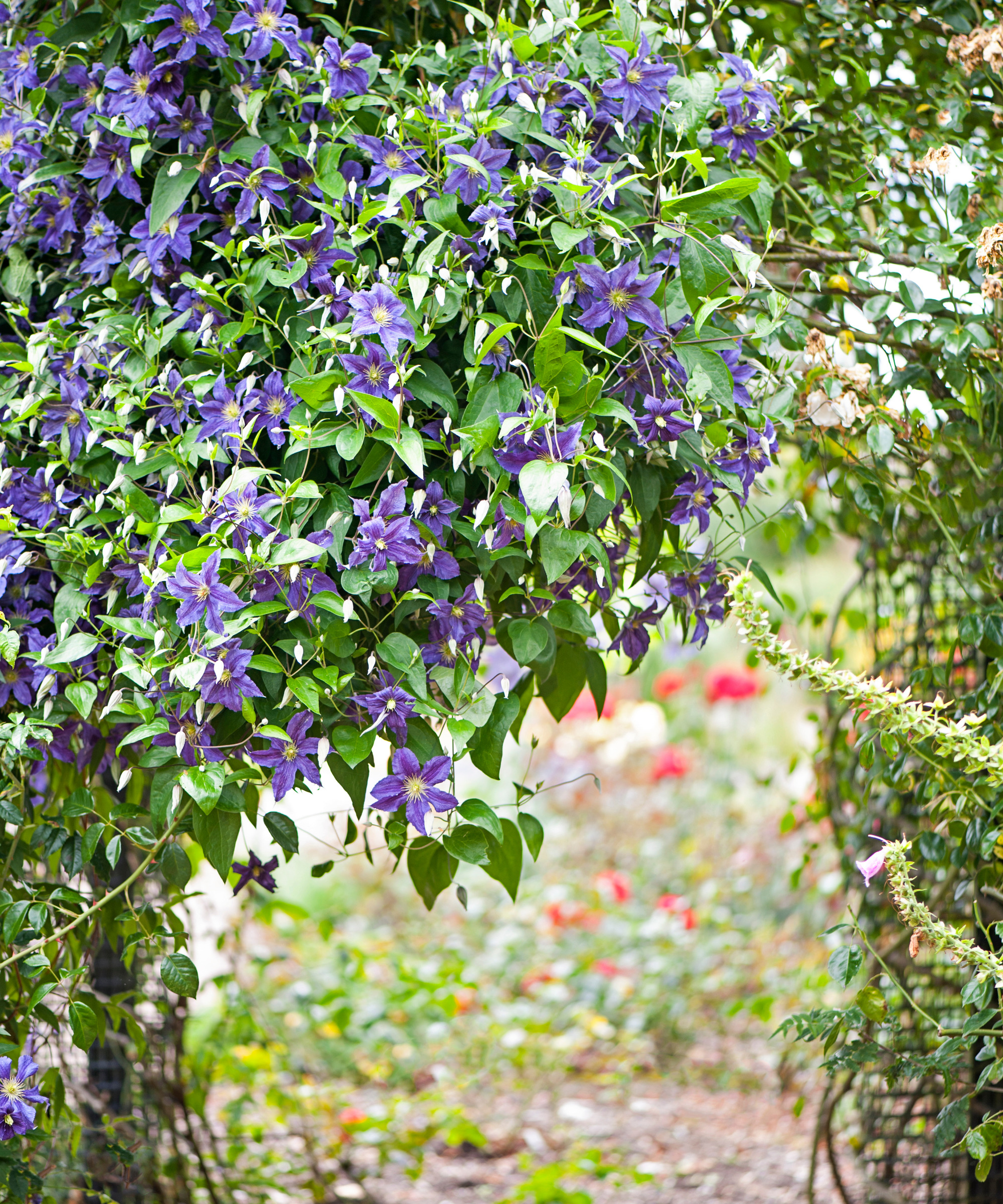 gros plan de clématites violettes poussant sur une structure de jardin