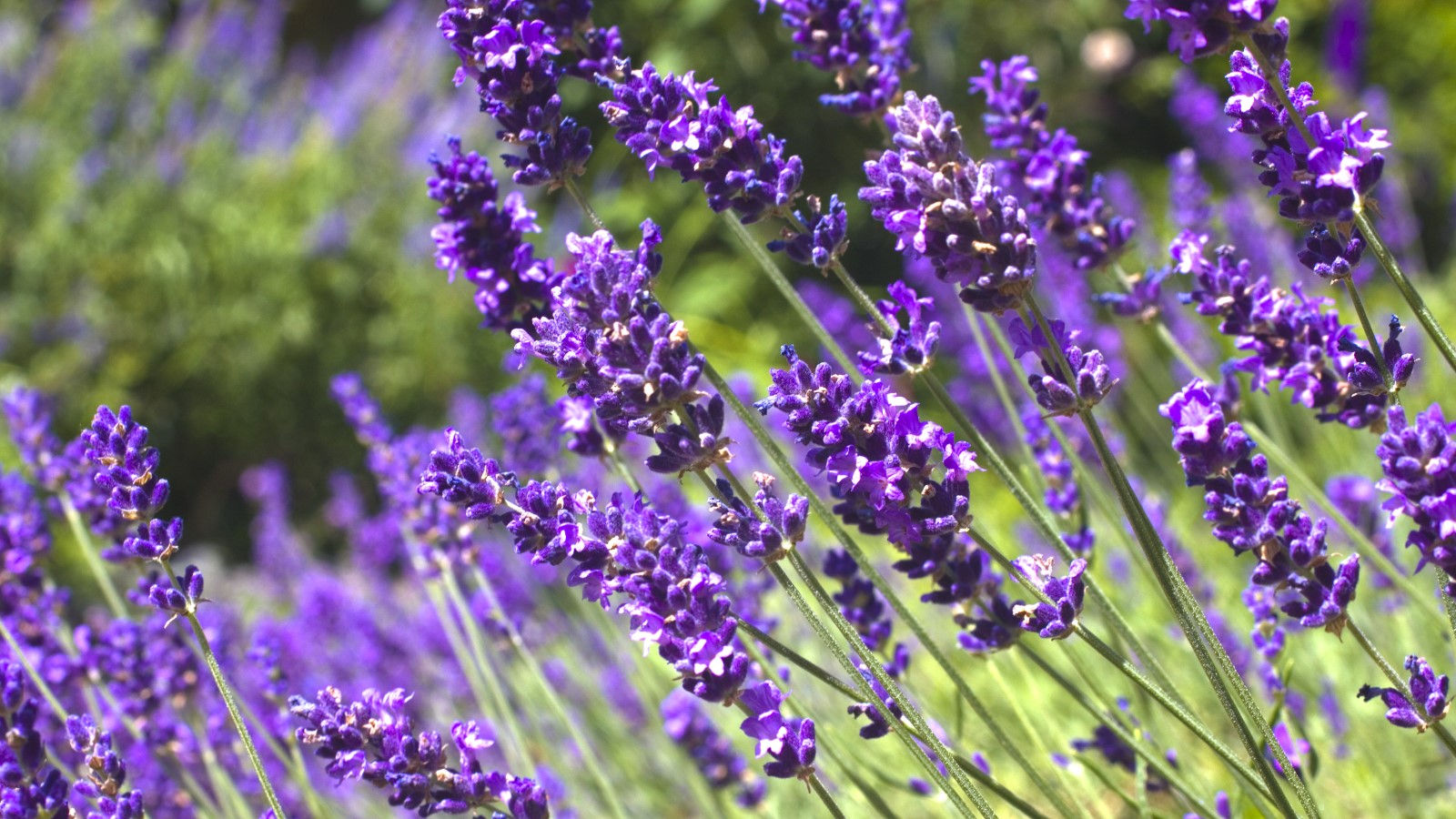Fleurs de lavande de près