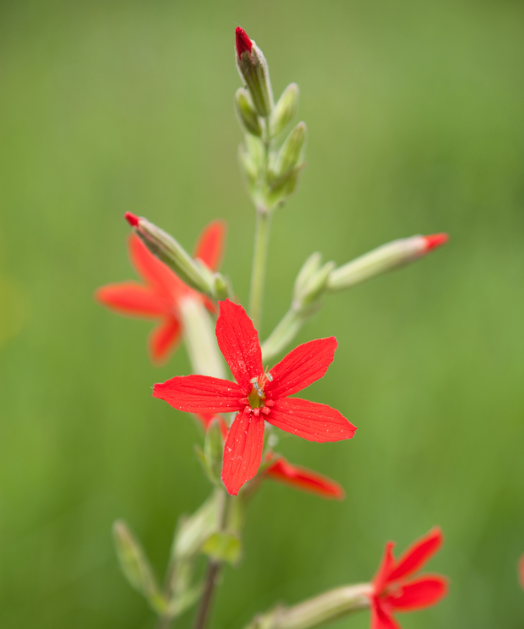 Fleurs de mouche royale