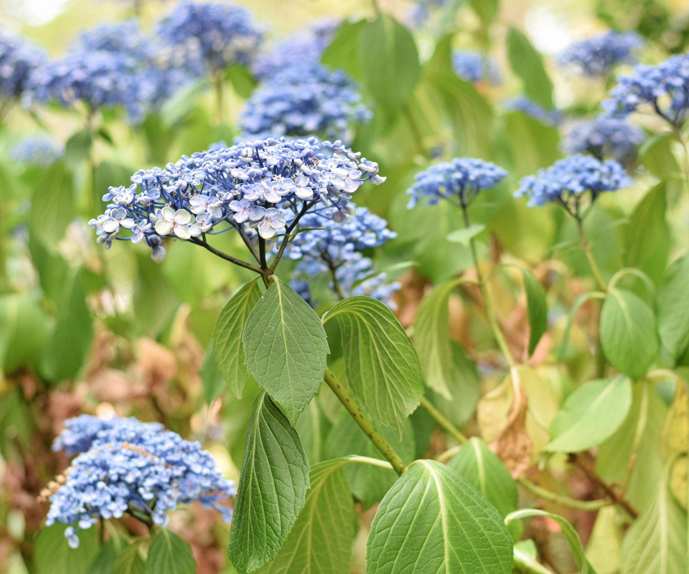 Hortensia aux feuilles tombantes