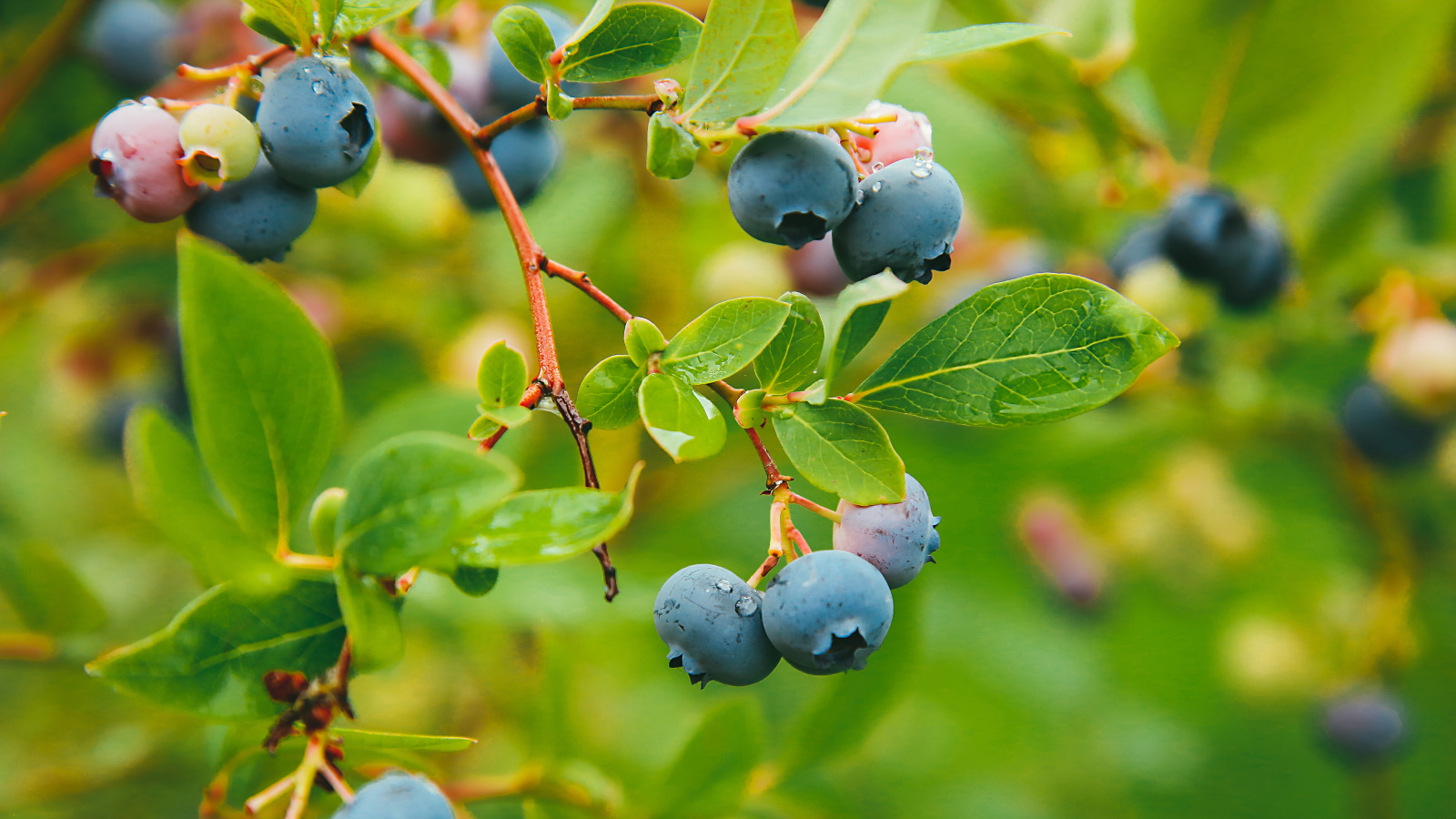 Comment faire fructifier un bleuet