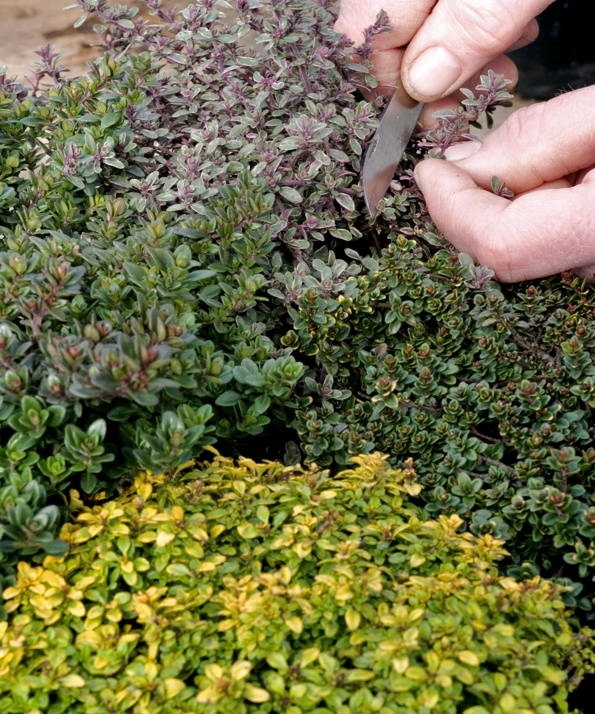 Un jardinier coupe le thym avec un couteau