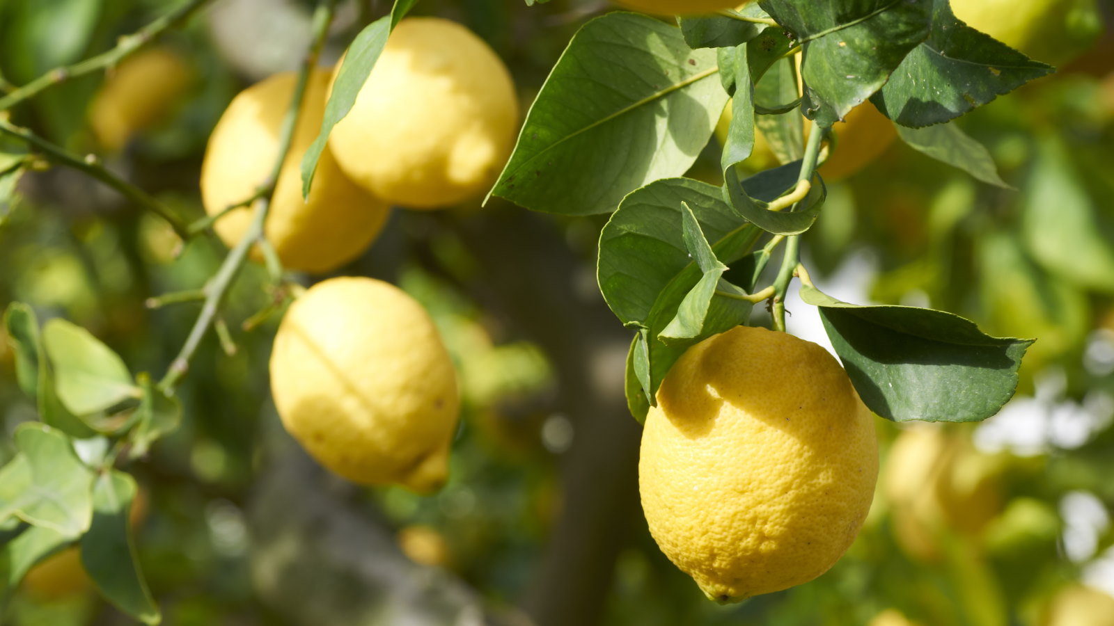 Fruits et feuilles d'un citronnier
