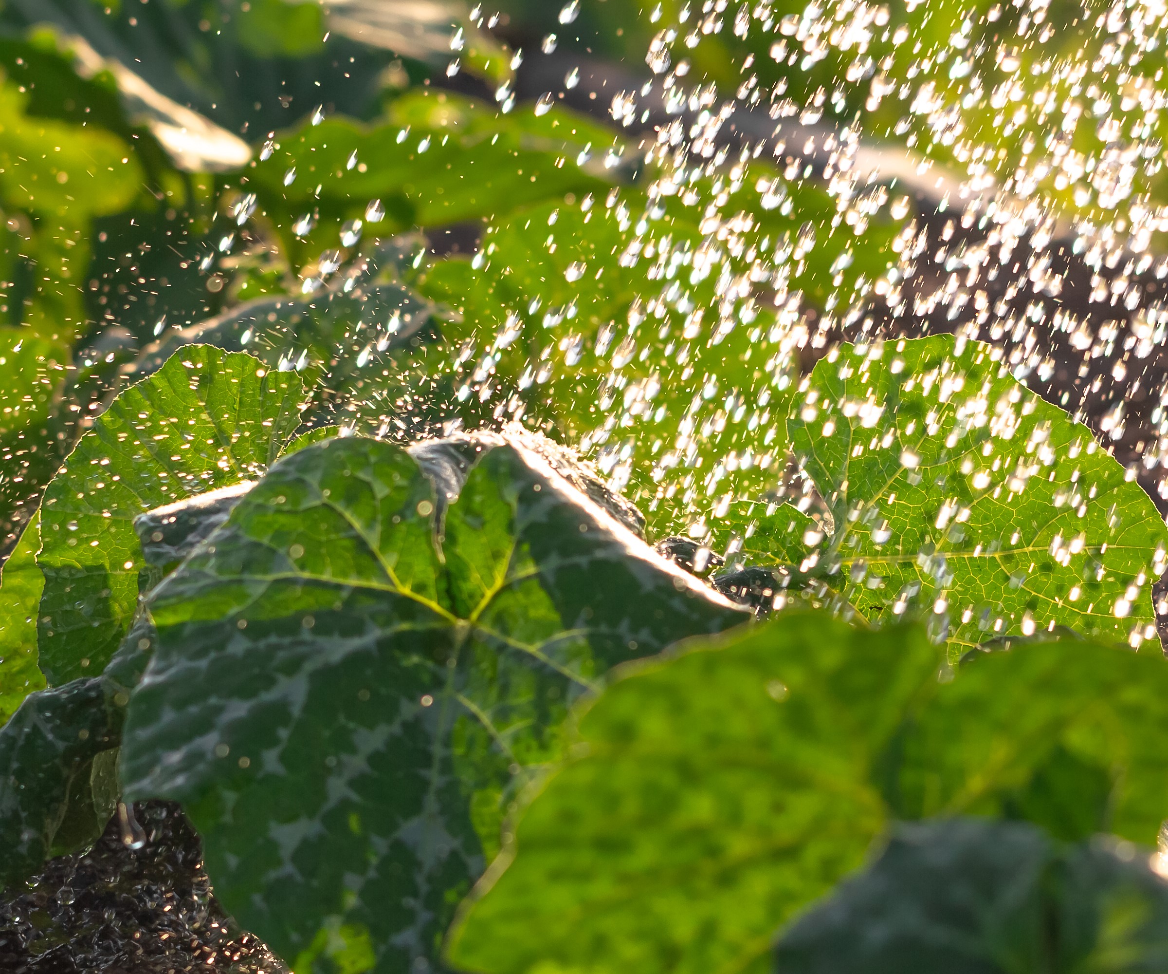 Arroser les courges au potager
