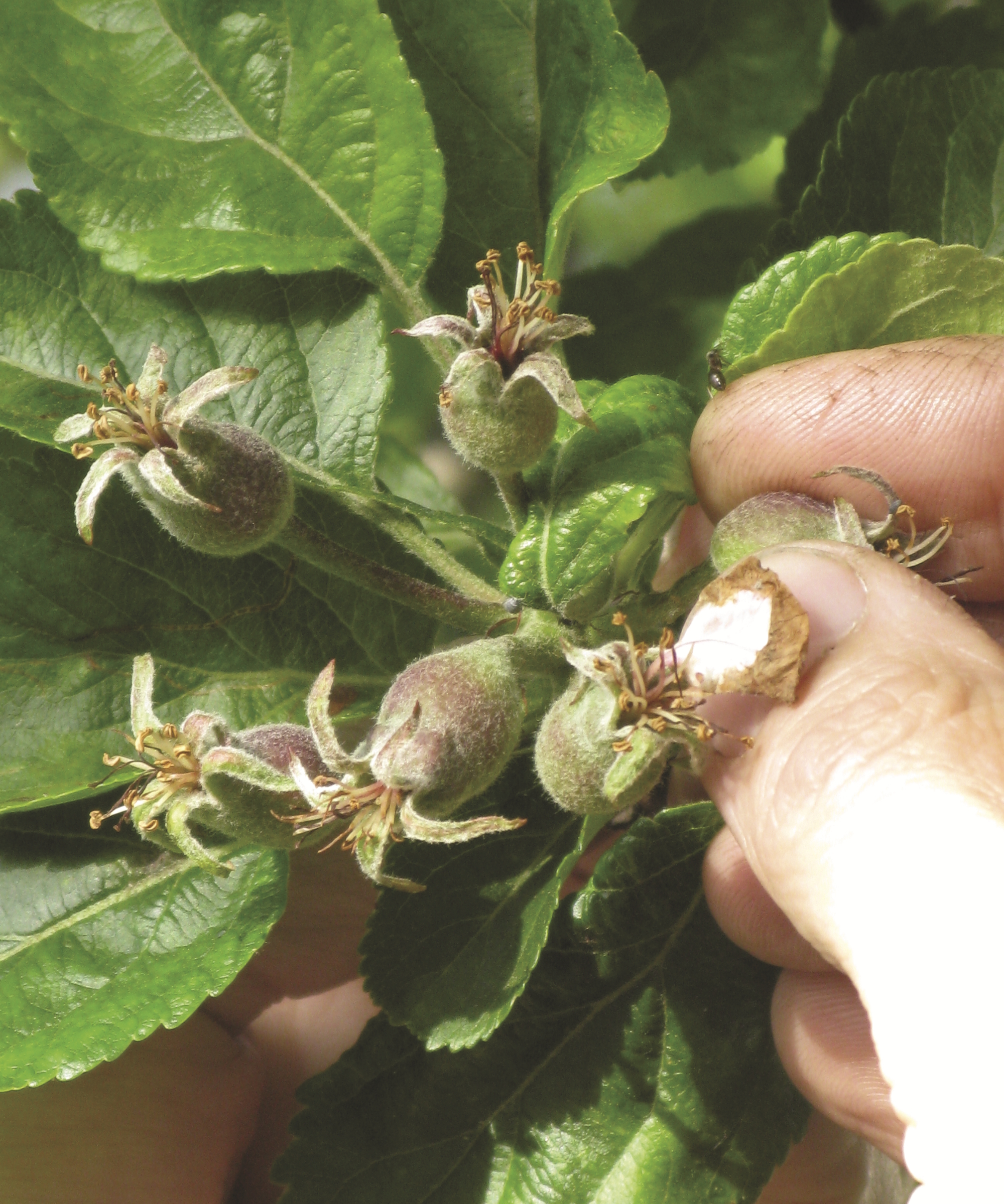 Un jardinier éclaircit les petits fruits sur une branche avec ses doigts