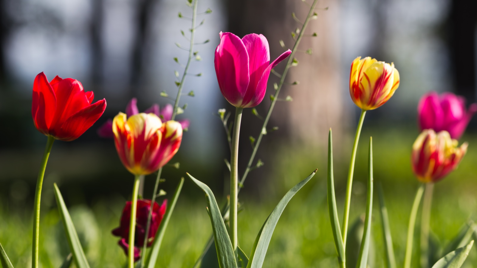 Tulipes dans un champ en rouge, rose et jaune