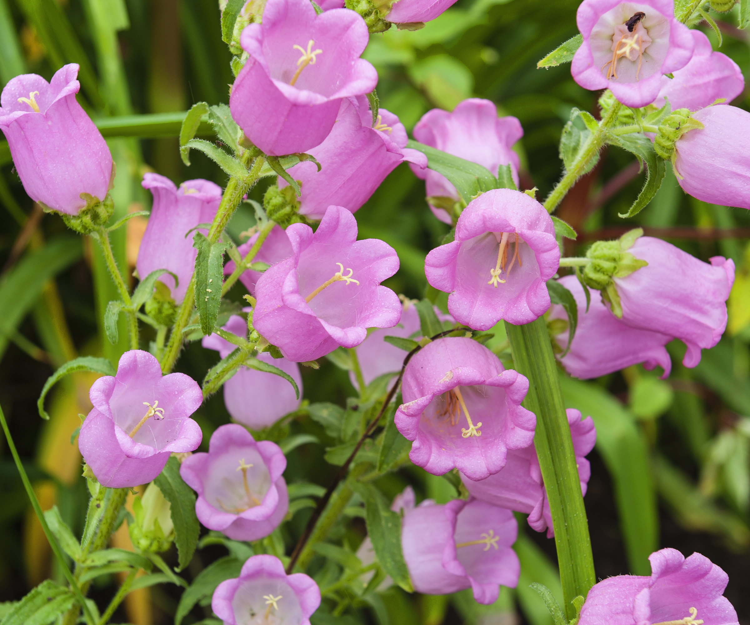 Fleurs roses de cloches de Canterbury