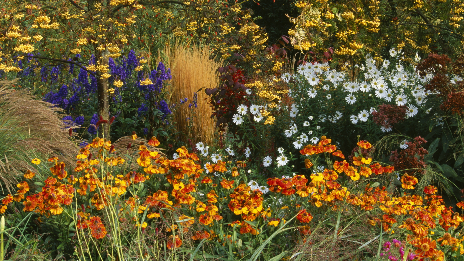 Une bordure fleurie avec Sorbus, Calamagrostis, Helenium et Chrysanthemum qui fleurit à l'automne