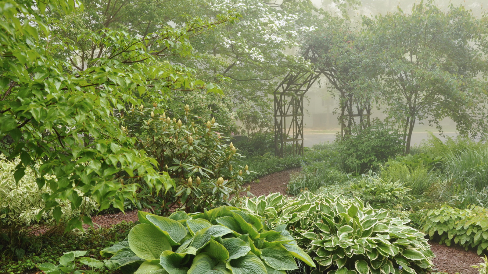 Jardin ombragé dans la brume avec de plus en plus d'hostas
