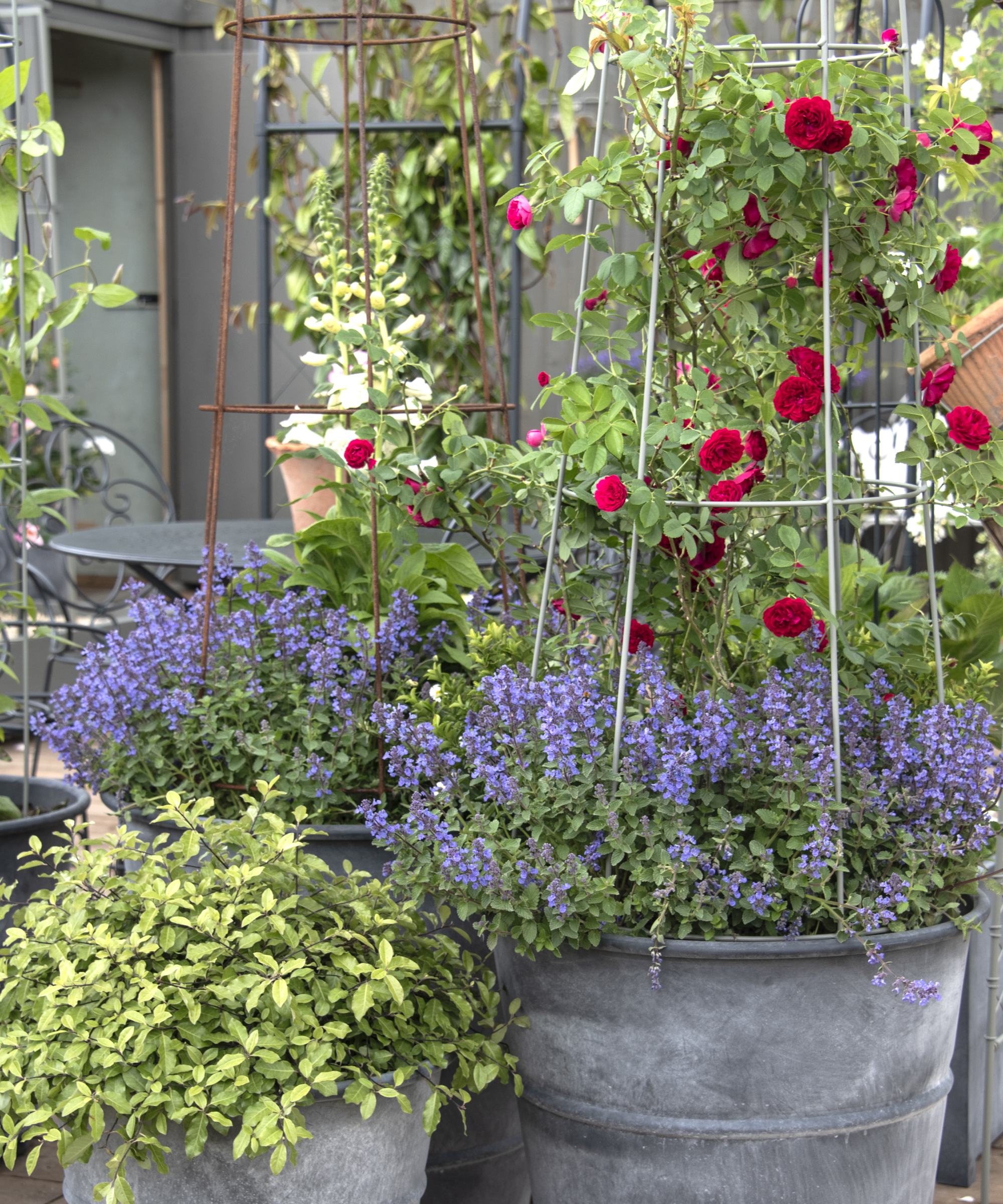 Des conteneurs métalliques sont plantés de plantes nepeta violettes et de roses grimpant sur un obélisque métallique