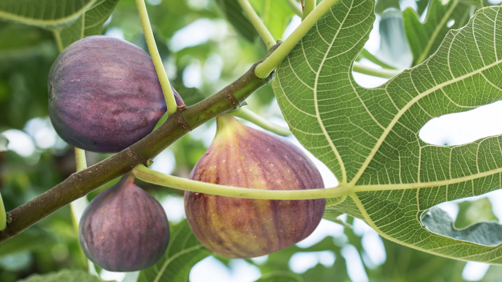 Trois figues violettes mûrissent sur une branche