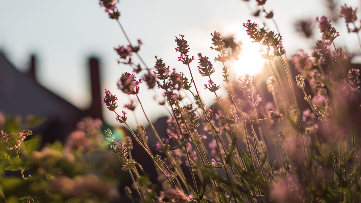 Close-up of lavender in bloom during sunset