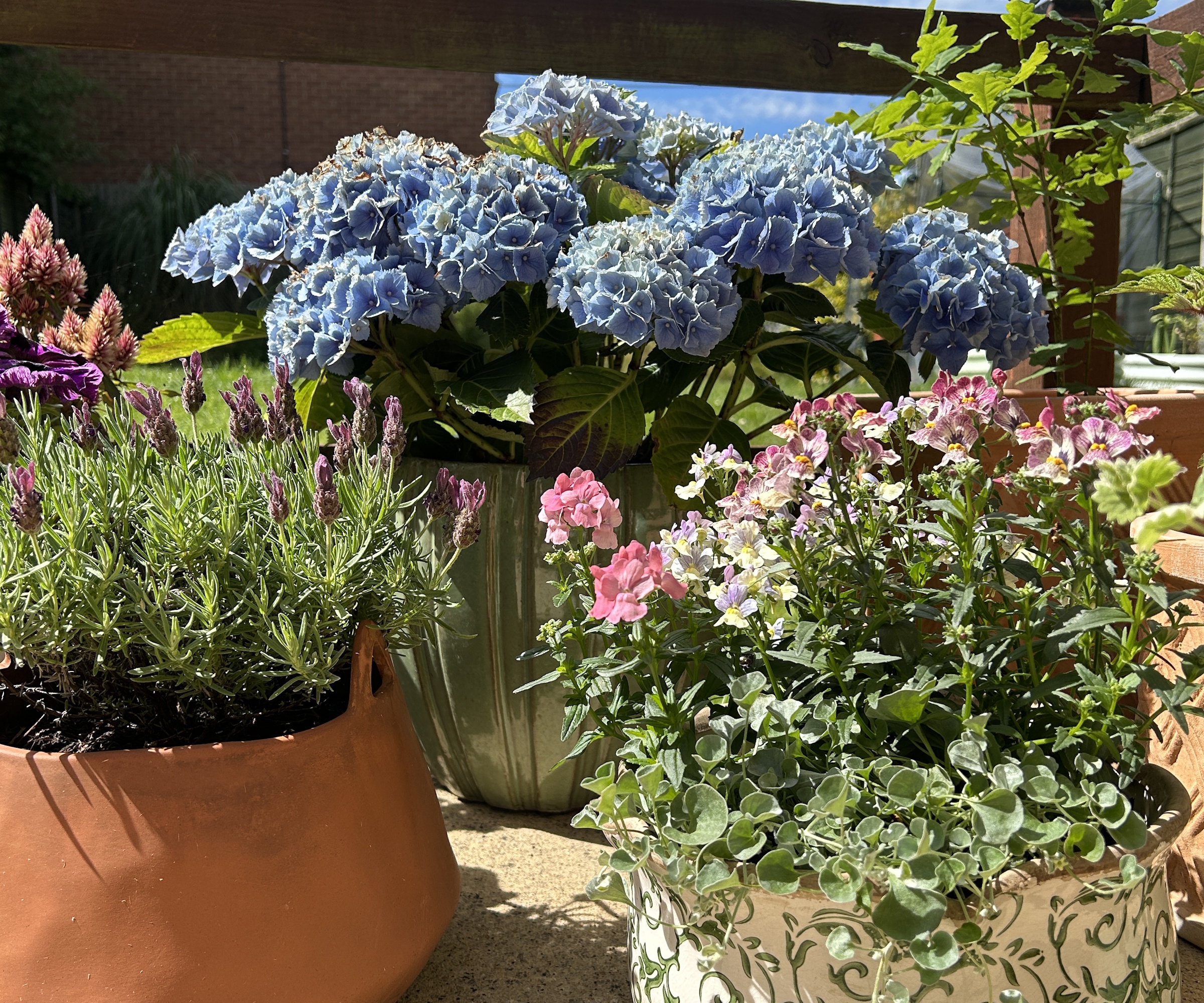 Hortensia bleu en pot sur patio
