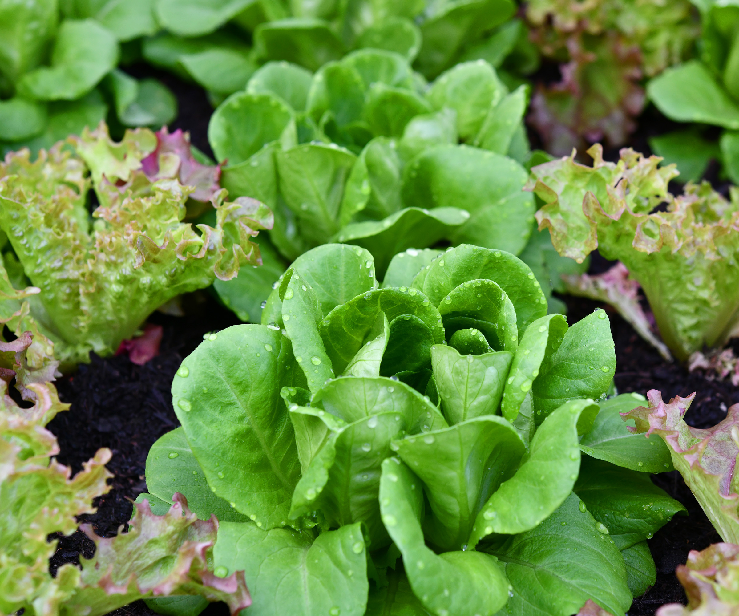 Salade saine au lit tôt